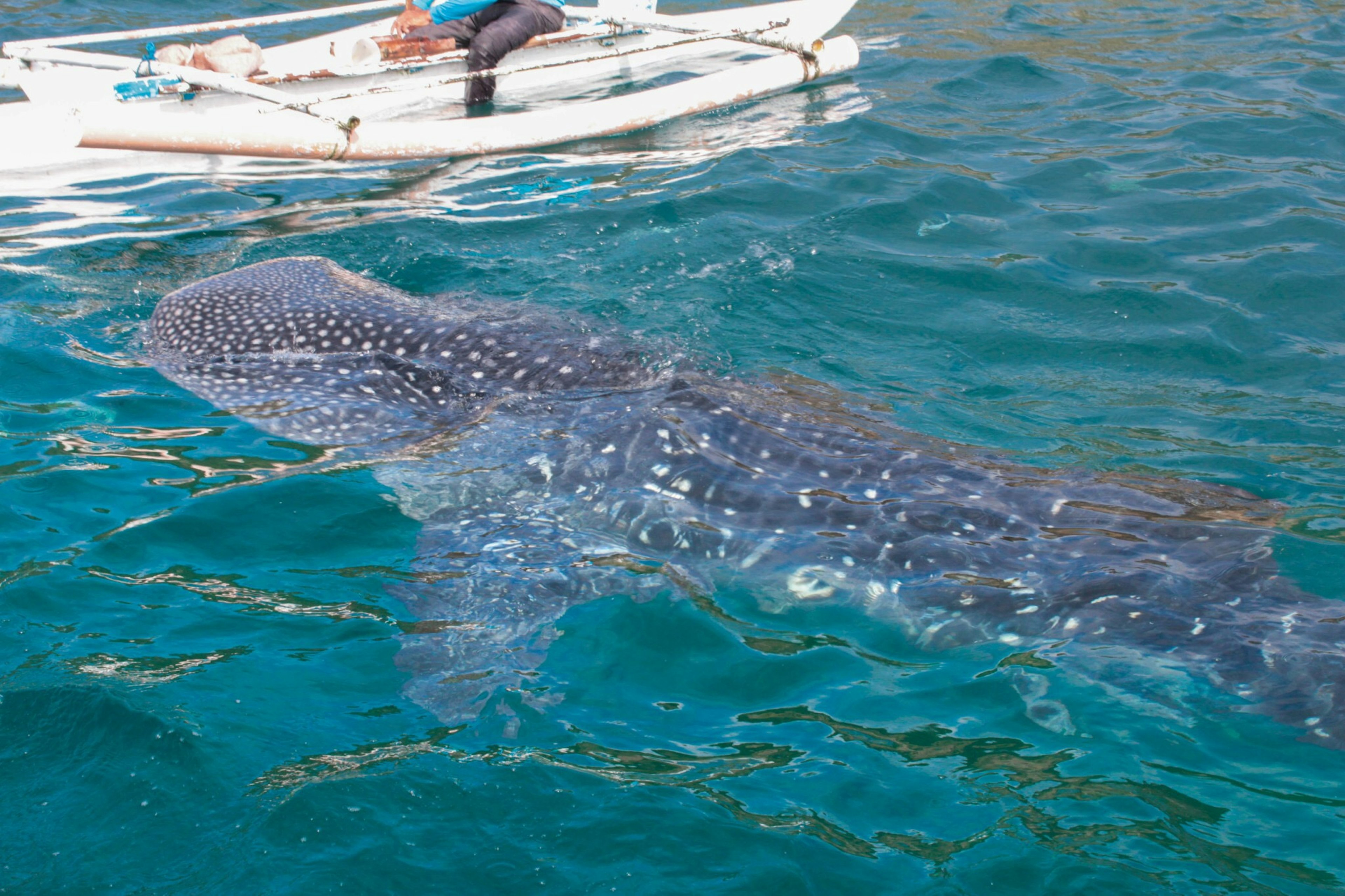 Squalo balena che nuota in acque cristalline vicino a una piccola barca