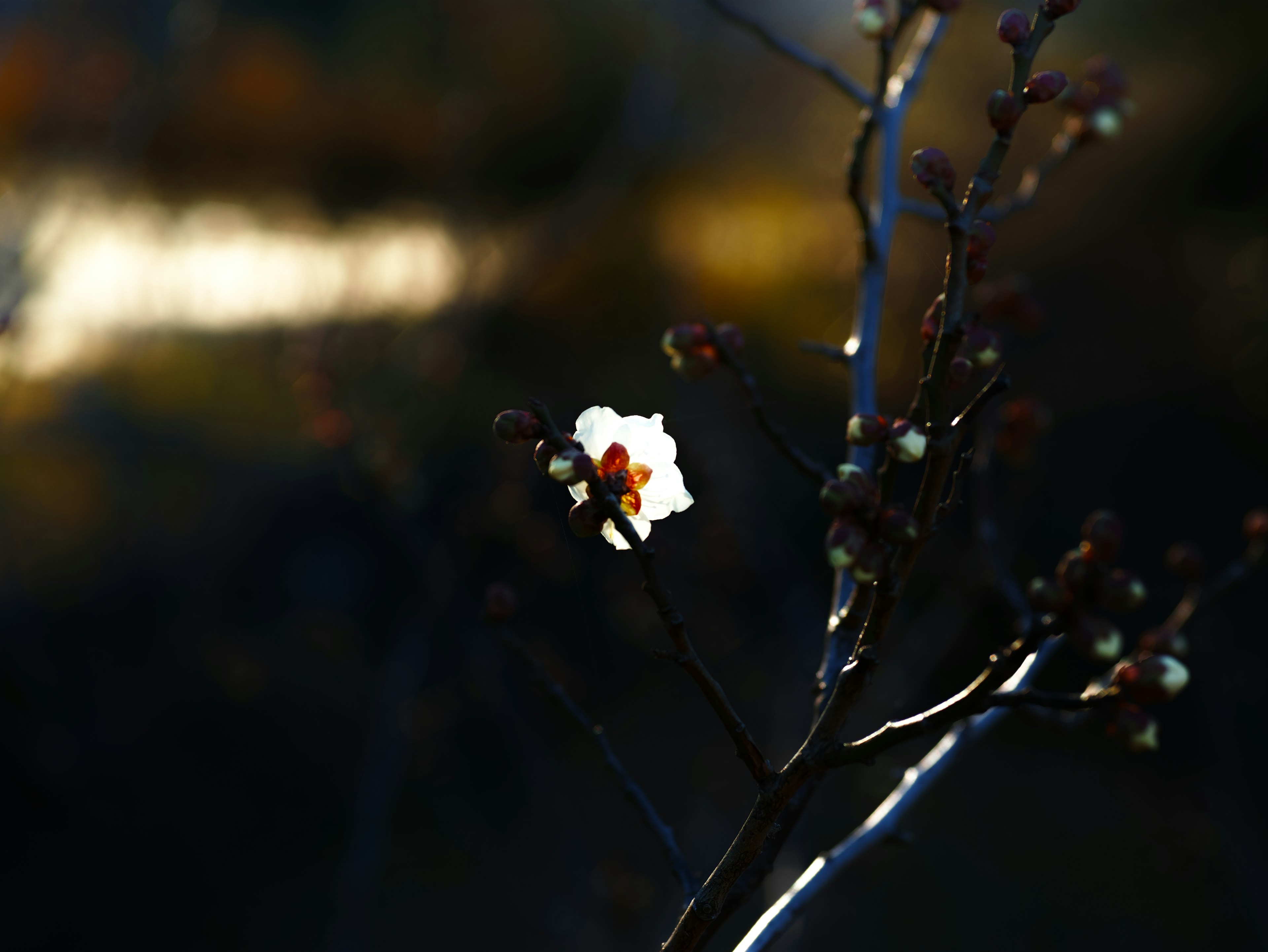 Ein Zweig mit einer einzelnen weißen Blume und Knospen vor einem dunklen Hintergrund