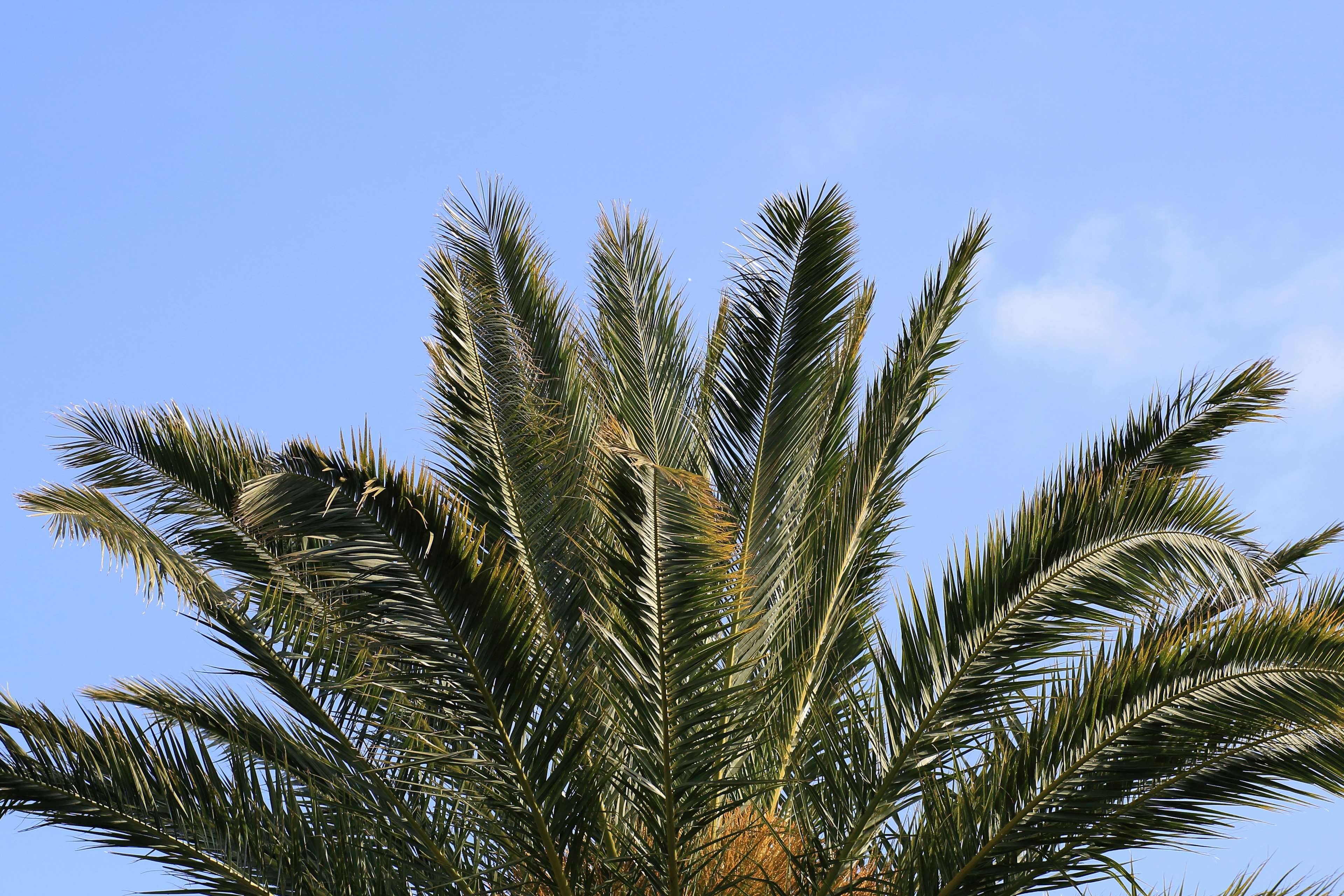 Palm tree leaves against a clear blue sky