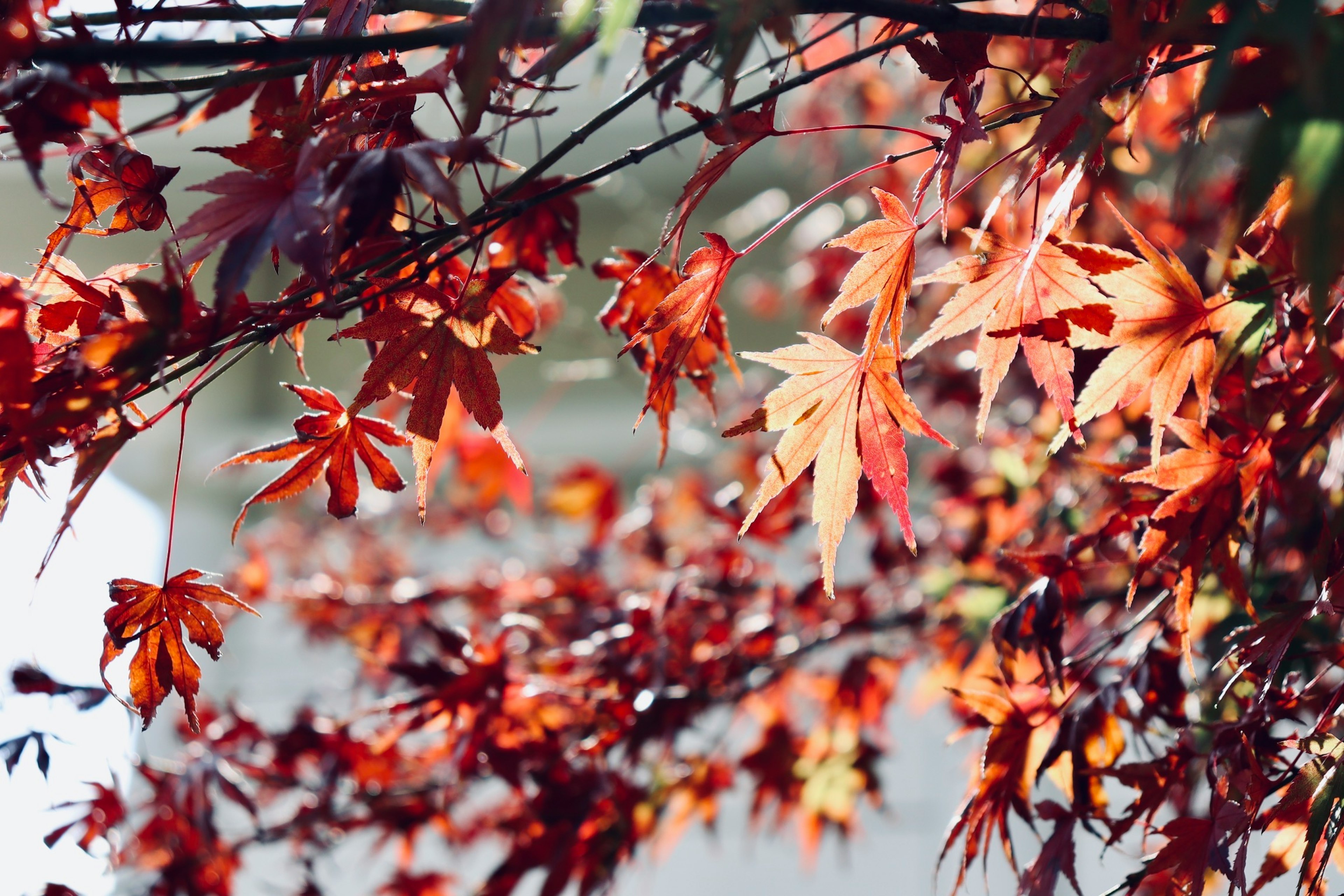 秋天樹枝上鮮豔的紅葉