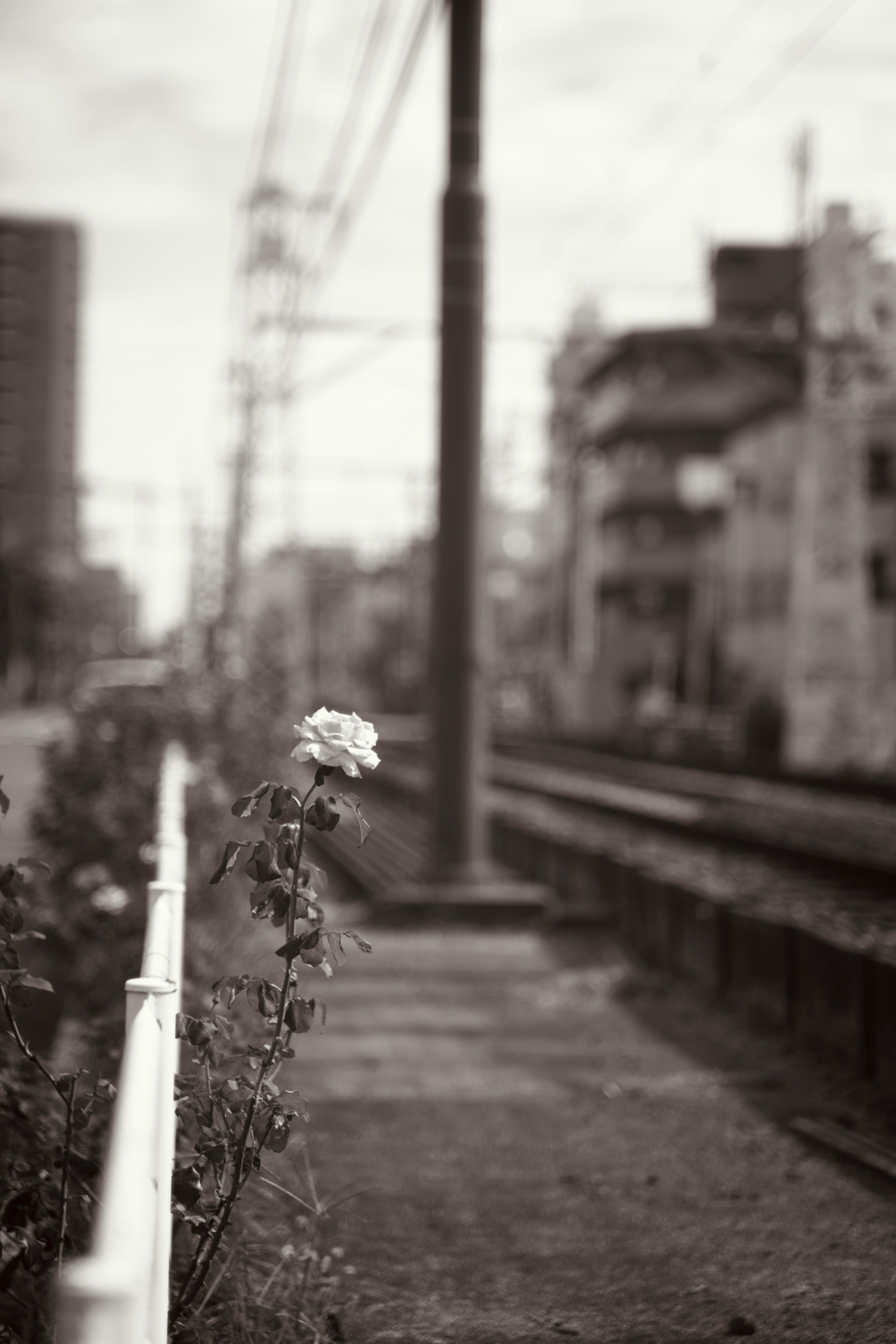 A single rose blooming beside train tracks in a black and white urban setting