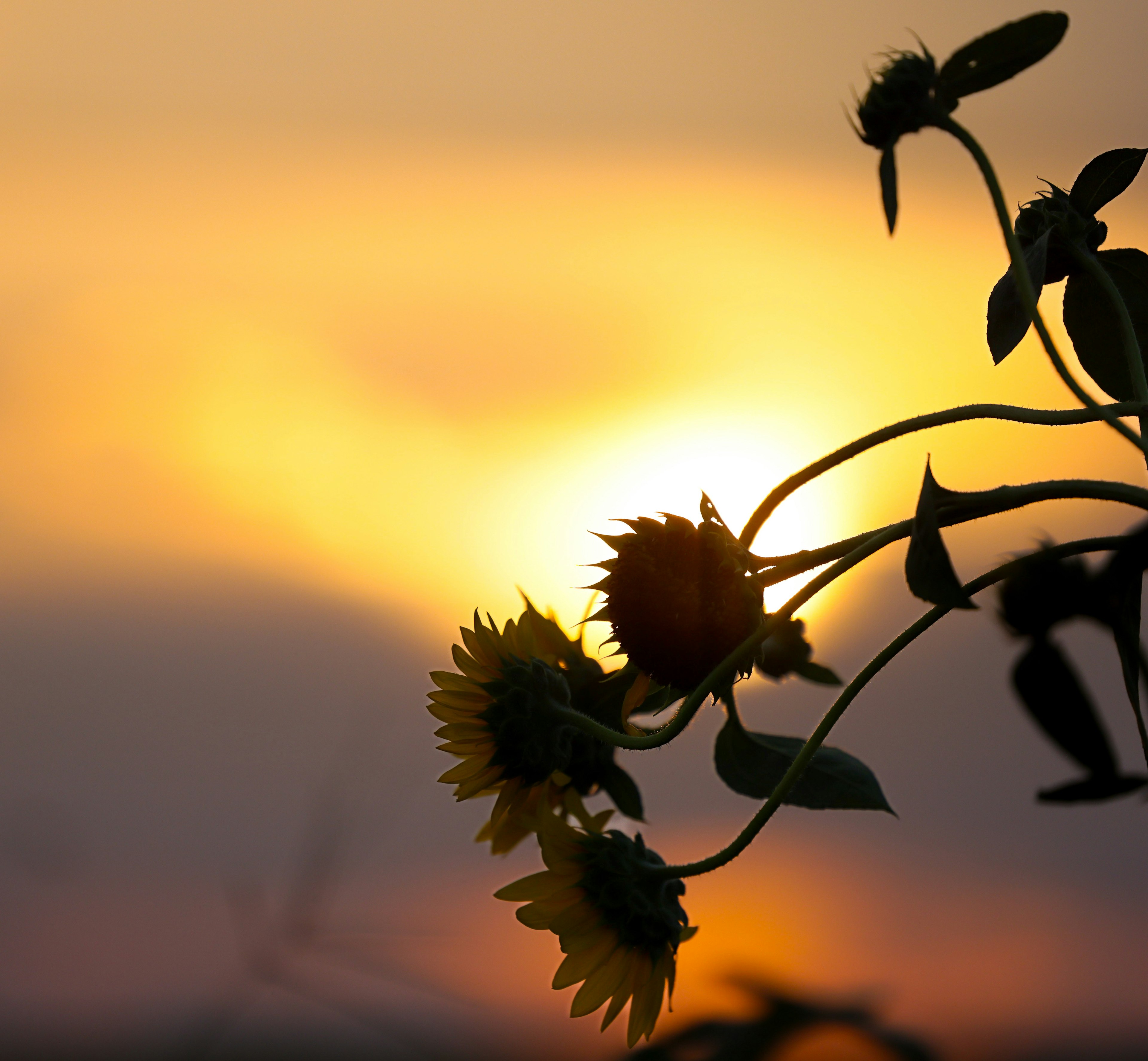 Silueta de girasoles contra un fondo de atardecer