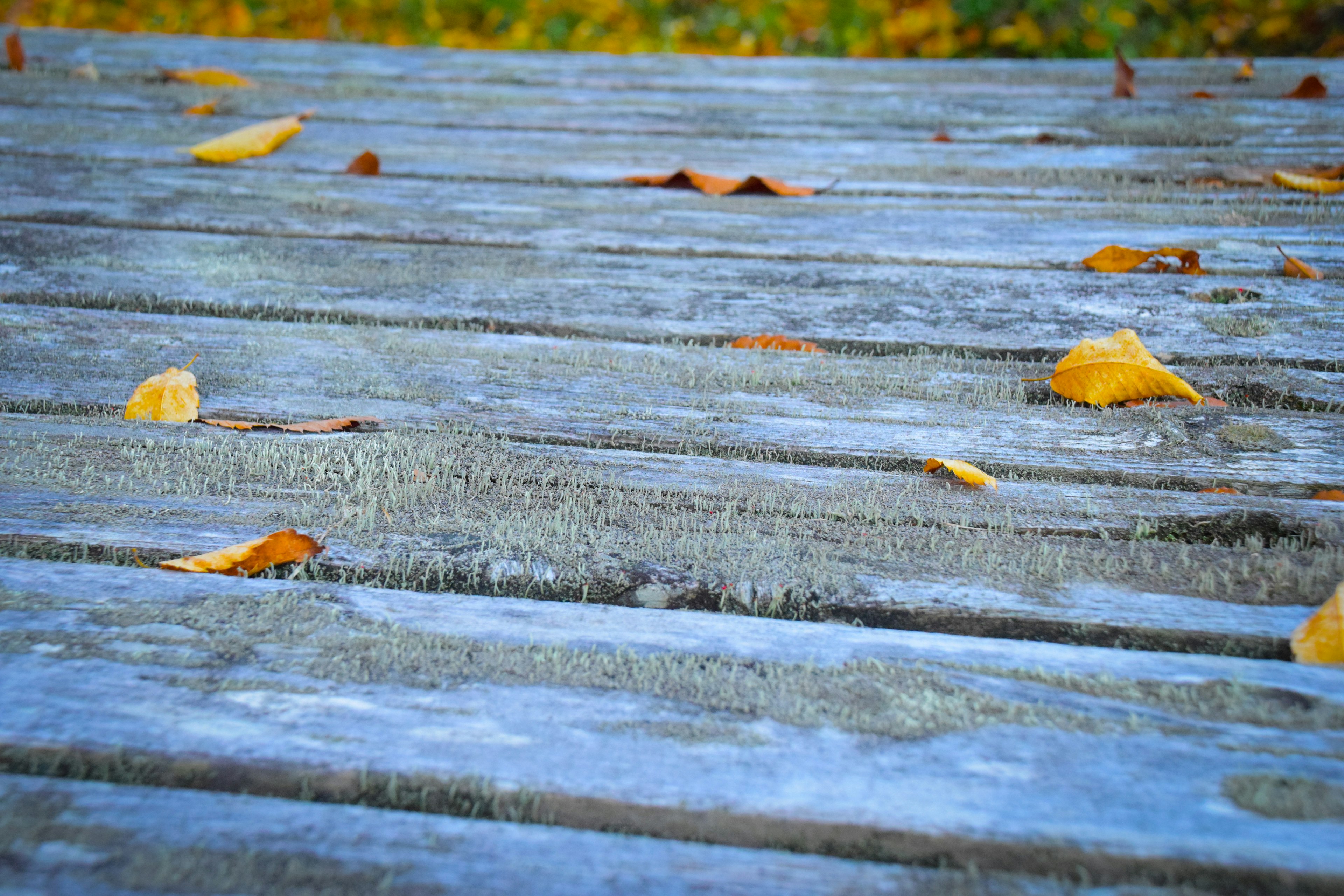 Terrazza in legno cosparsa di foglie autunnali