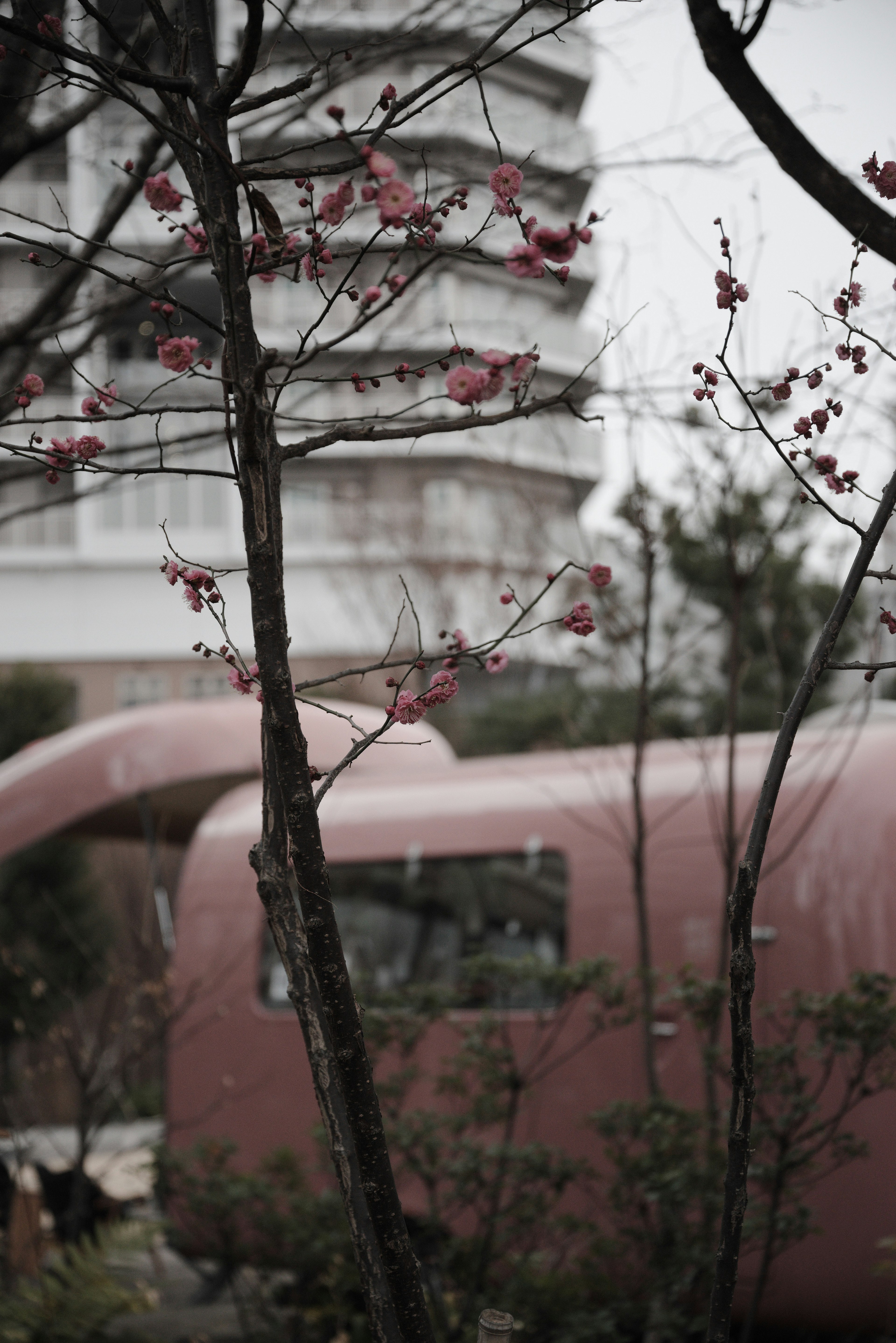 Pemandangan dengan pohon berbunga sakura dan struktur pink di latar belakang