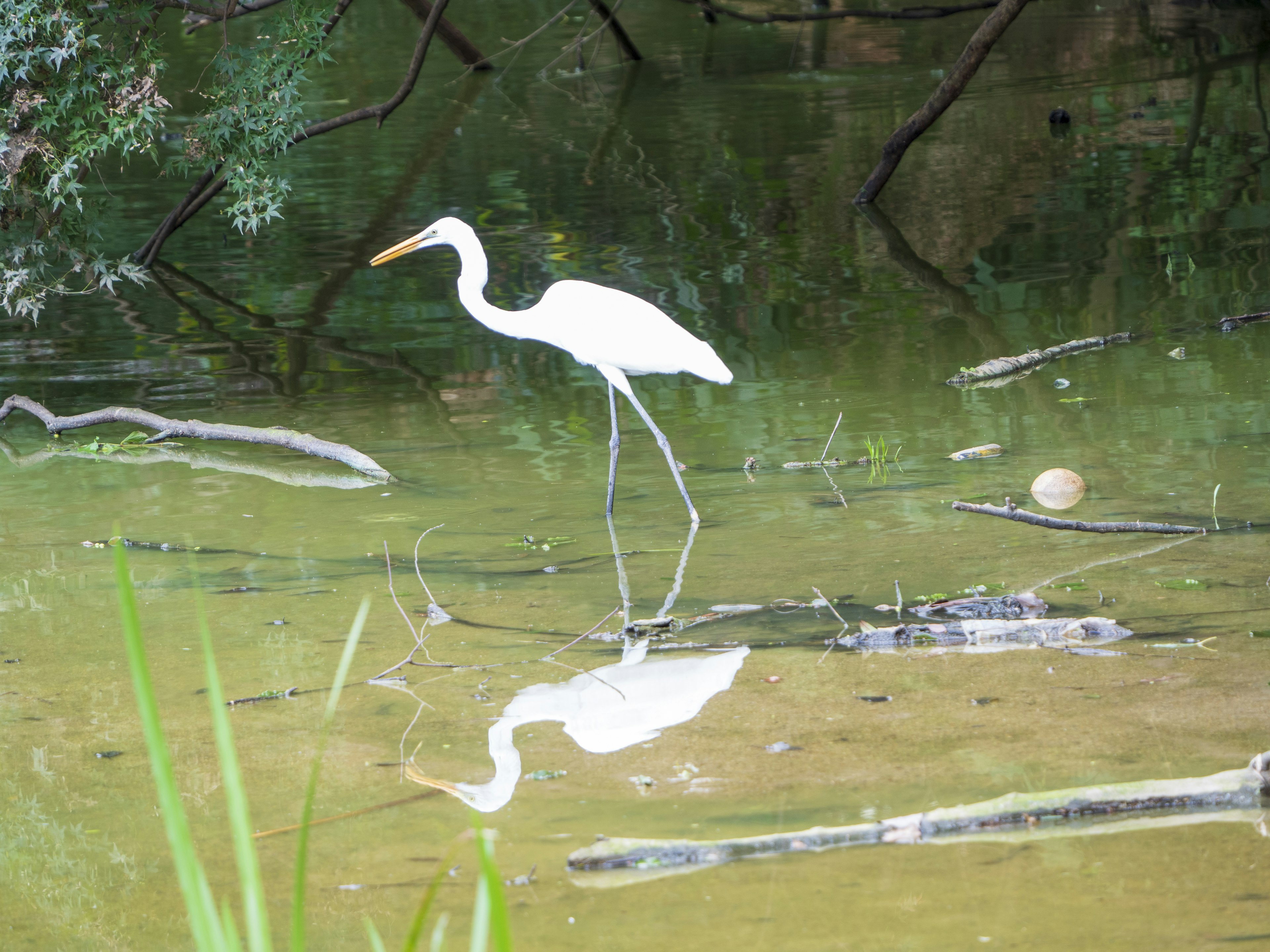 Un héron blanc se tenant au bord de l'eau avec son reflet à la surface