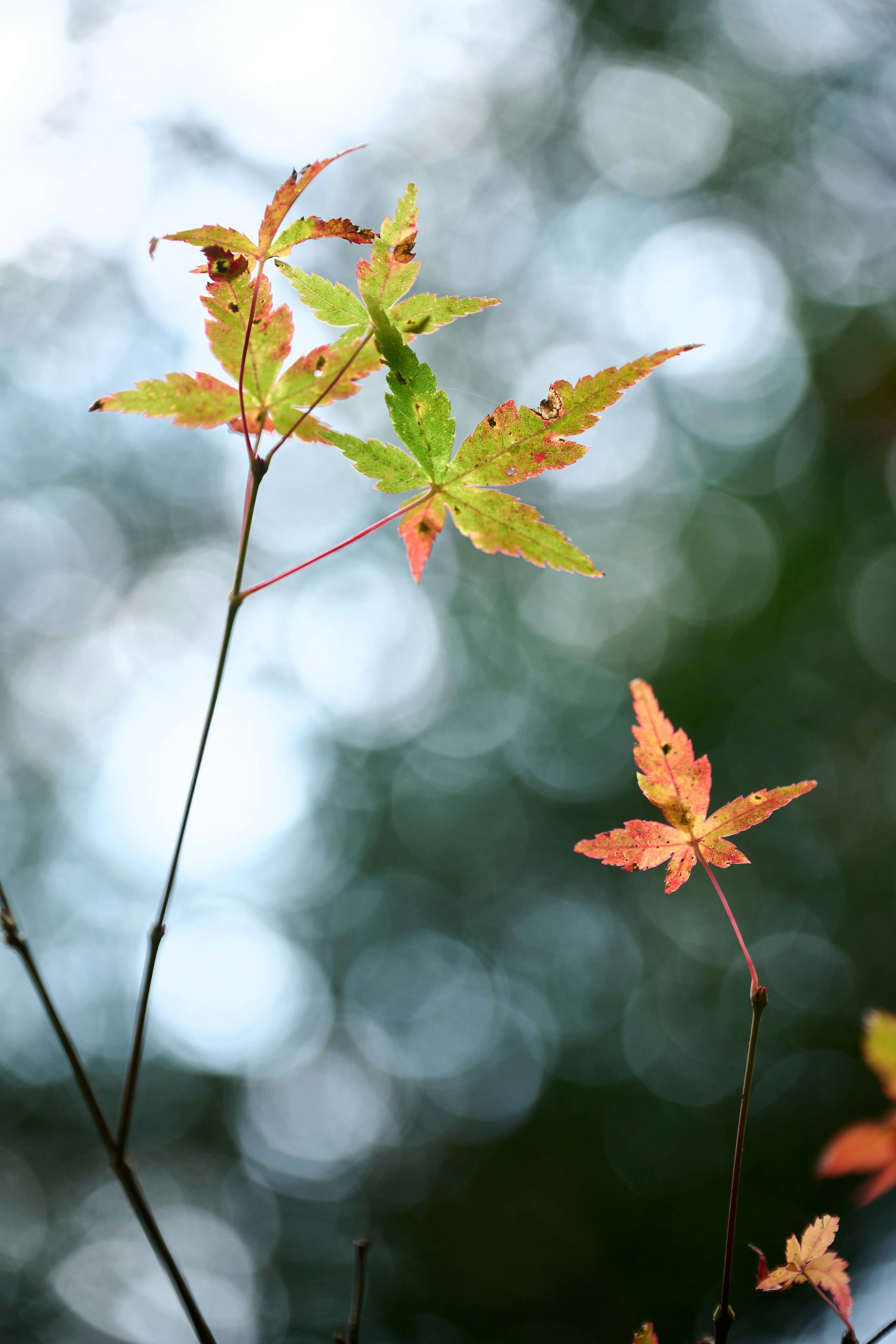 Foglie colorate con sfondo sfocato in un ambiente autunnale