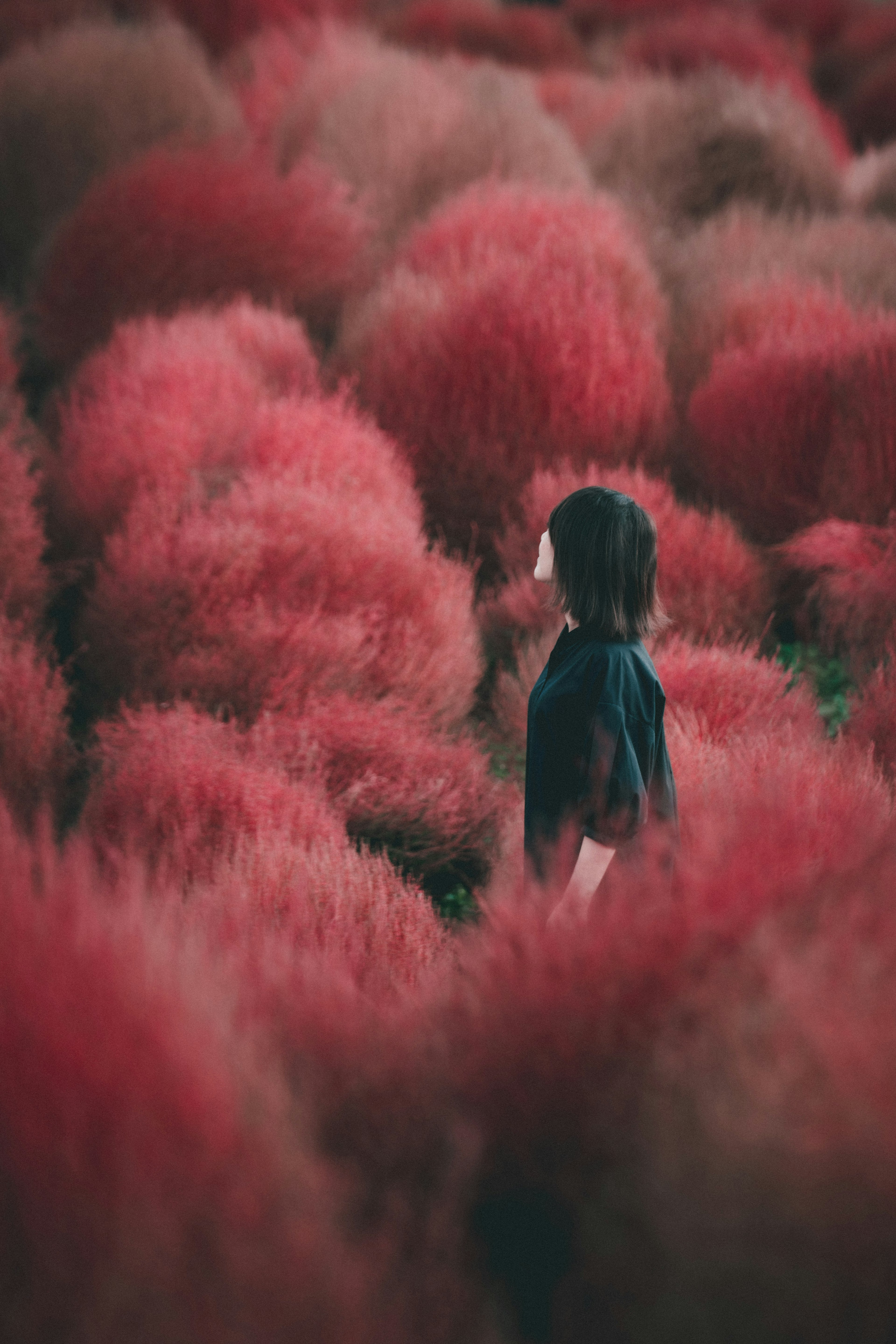 赤い草原に立つ人物の後ろ姿