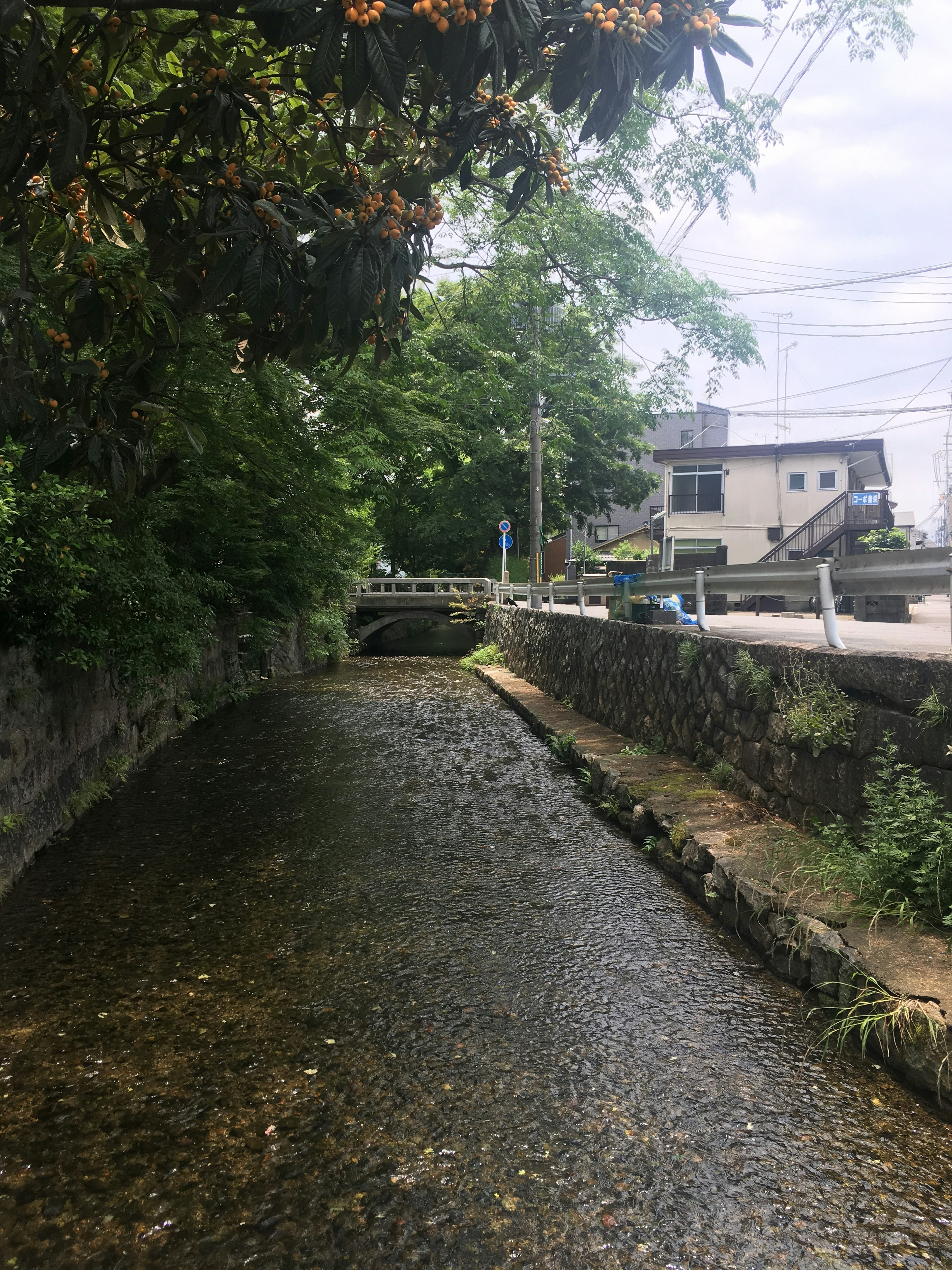 静かな小川と緑豊かな木々の風景