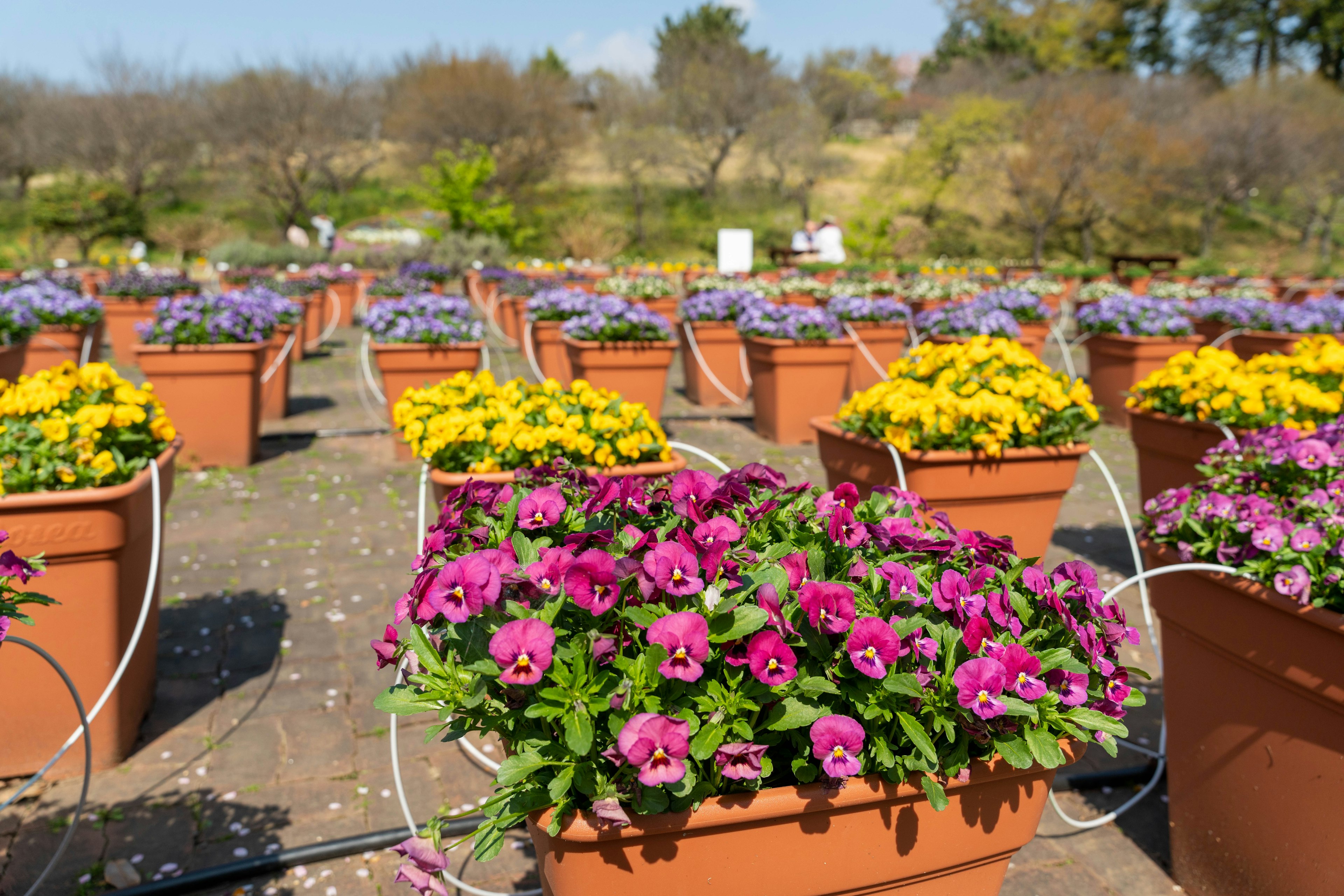 Colorful flower pots filled with blooming pansies in a garden