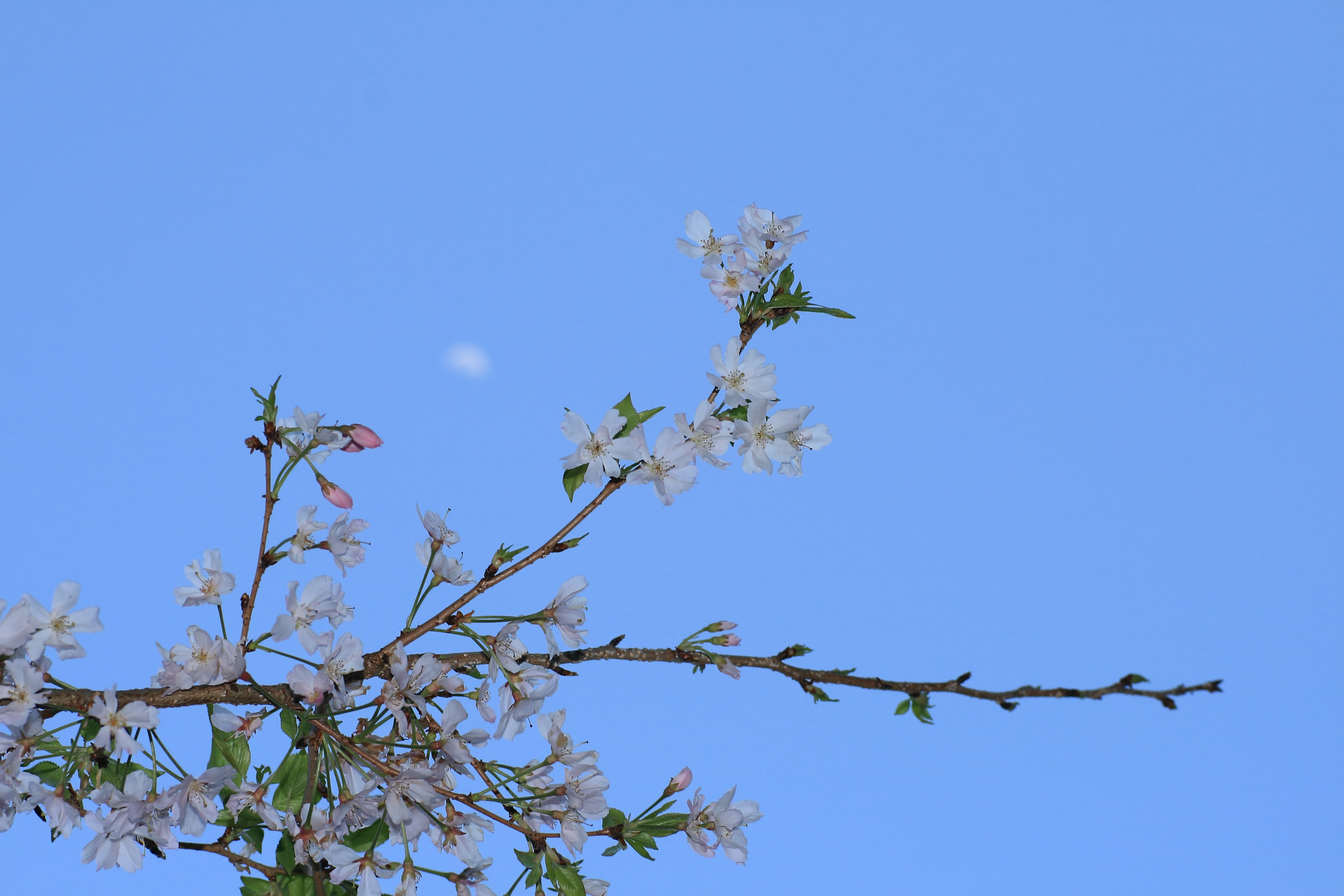 Rama con flores blancas contra un cielo azul y la luna