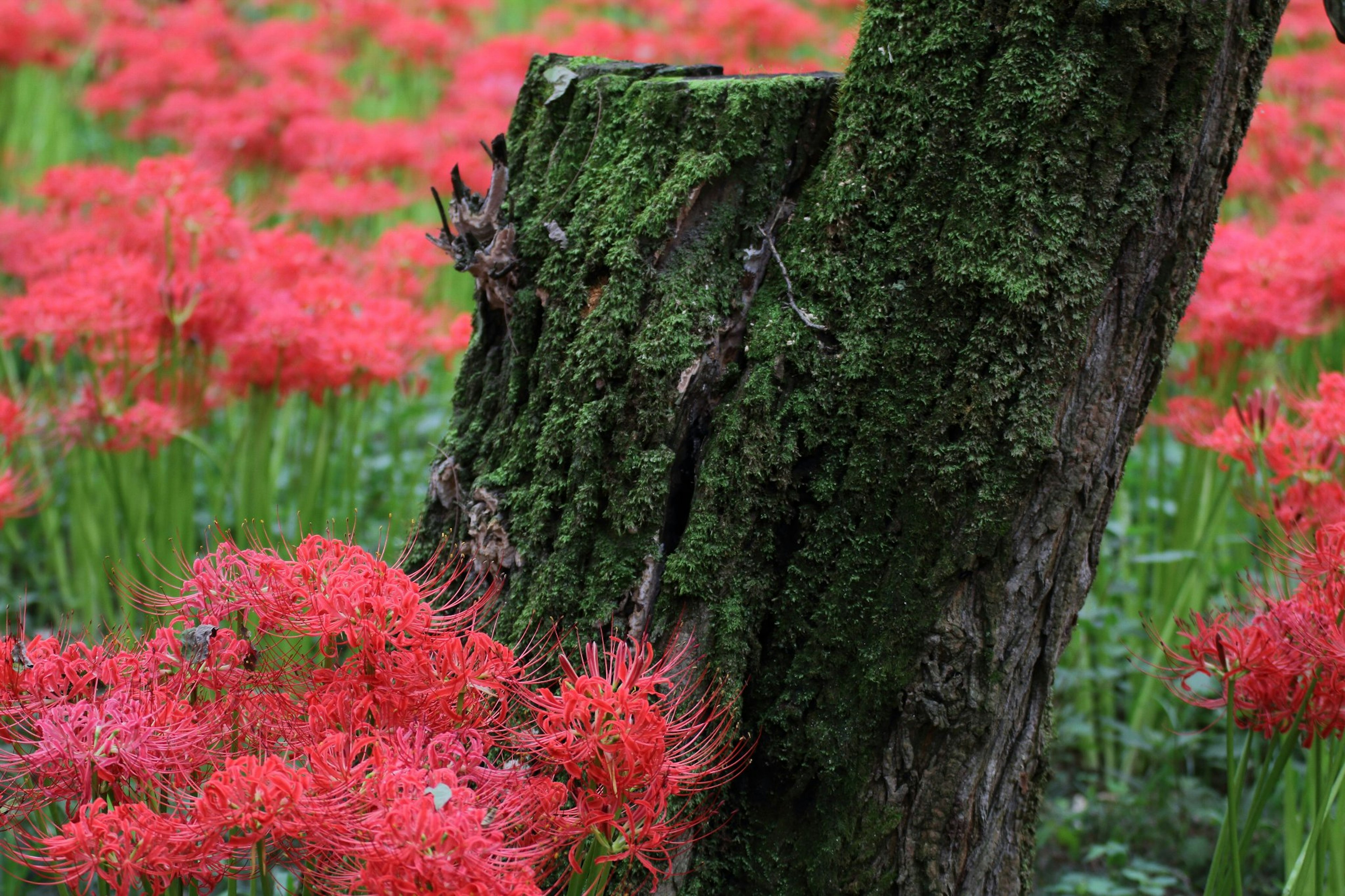 Un tocón de árbol cubierto de musgo rodeado de lirios araña rojos