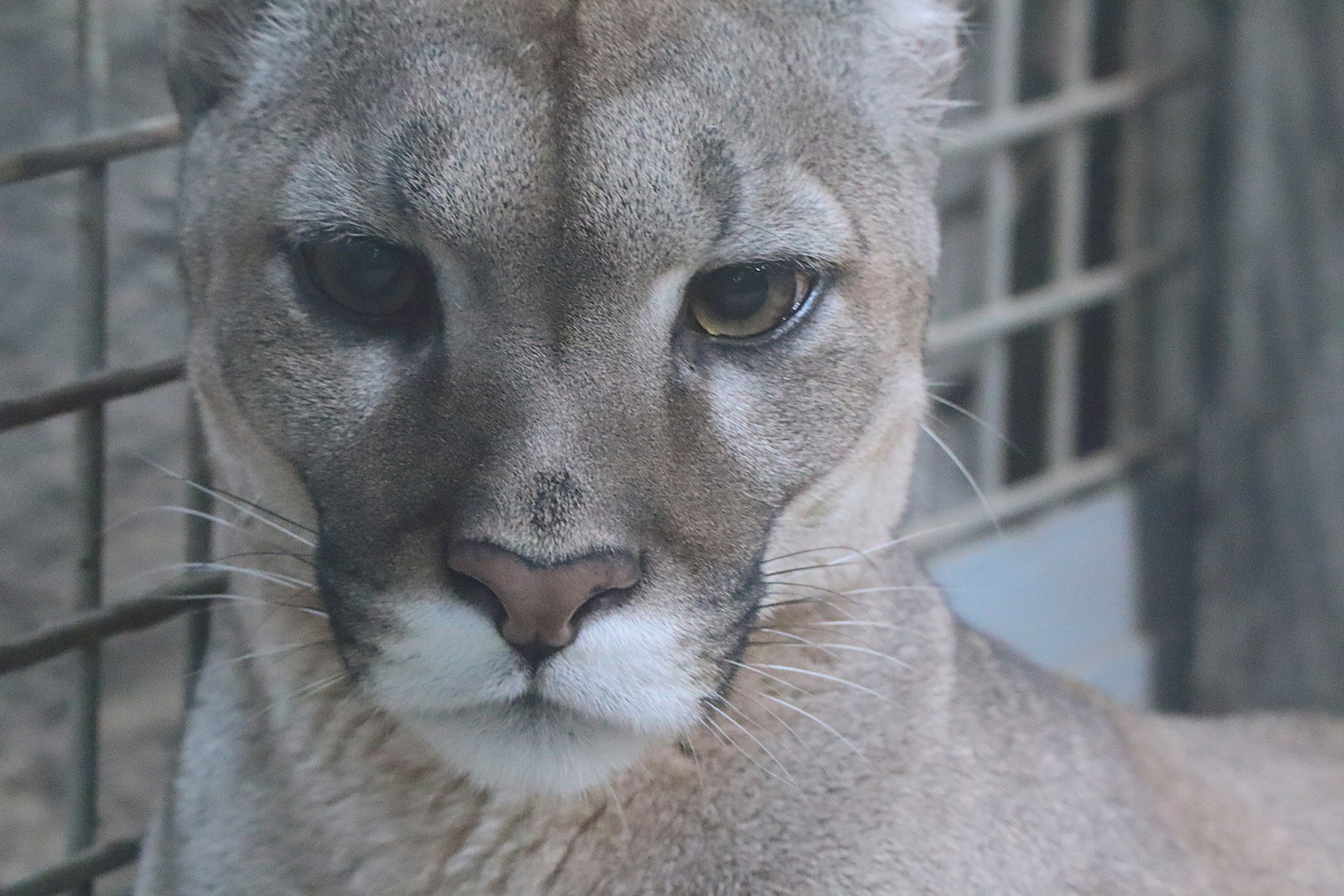 Gambar close-up puma menampilkan mata tajam dan ciri wajah yang khas