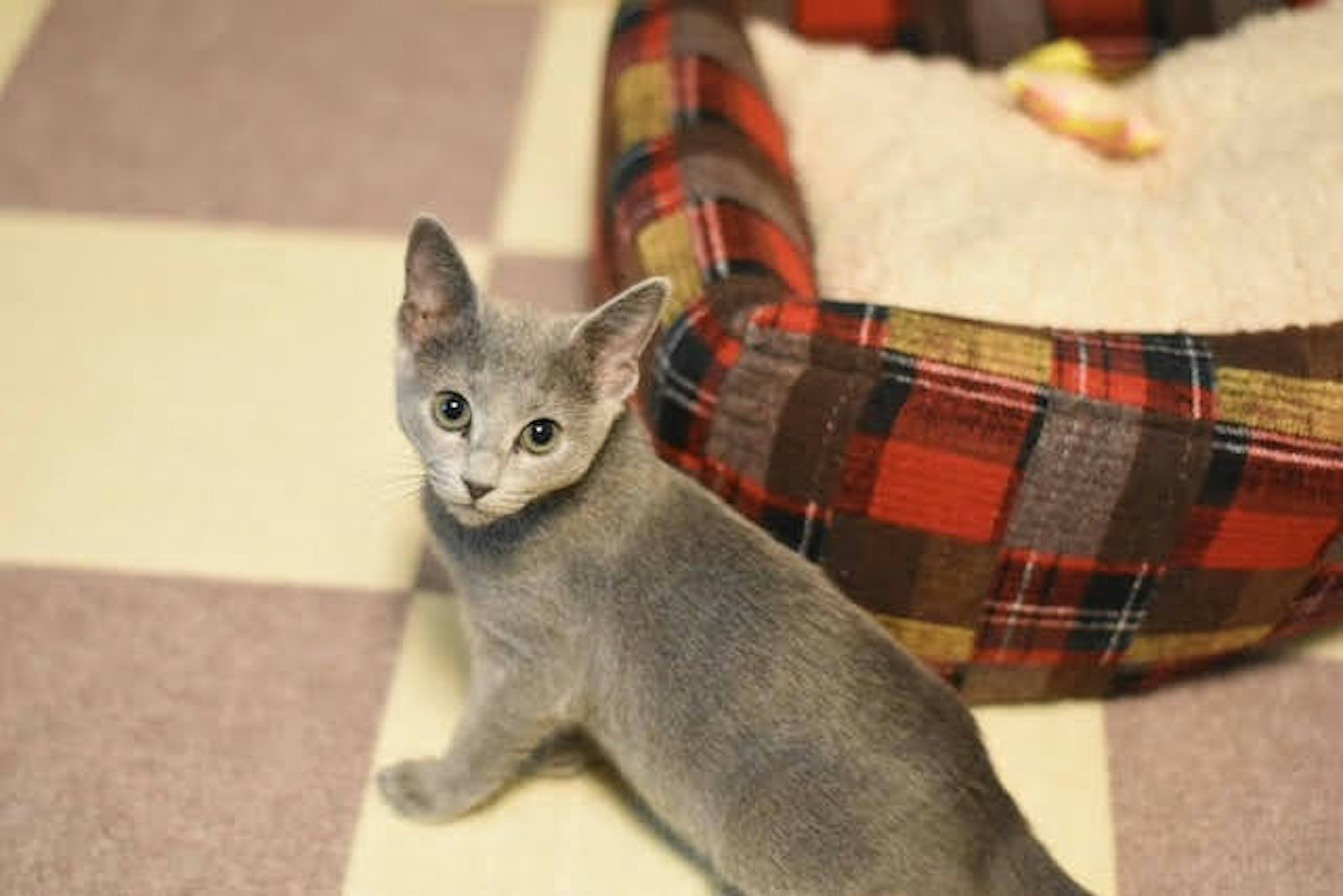 Gatito gris mirando hacia atrás cerca de una cama de mascotas a cuadros