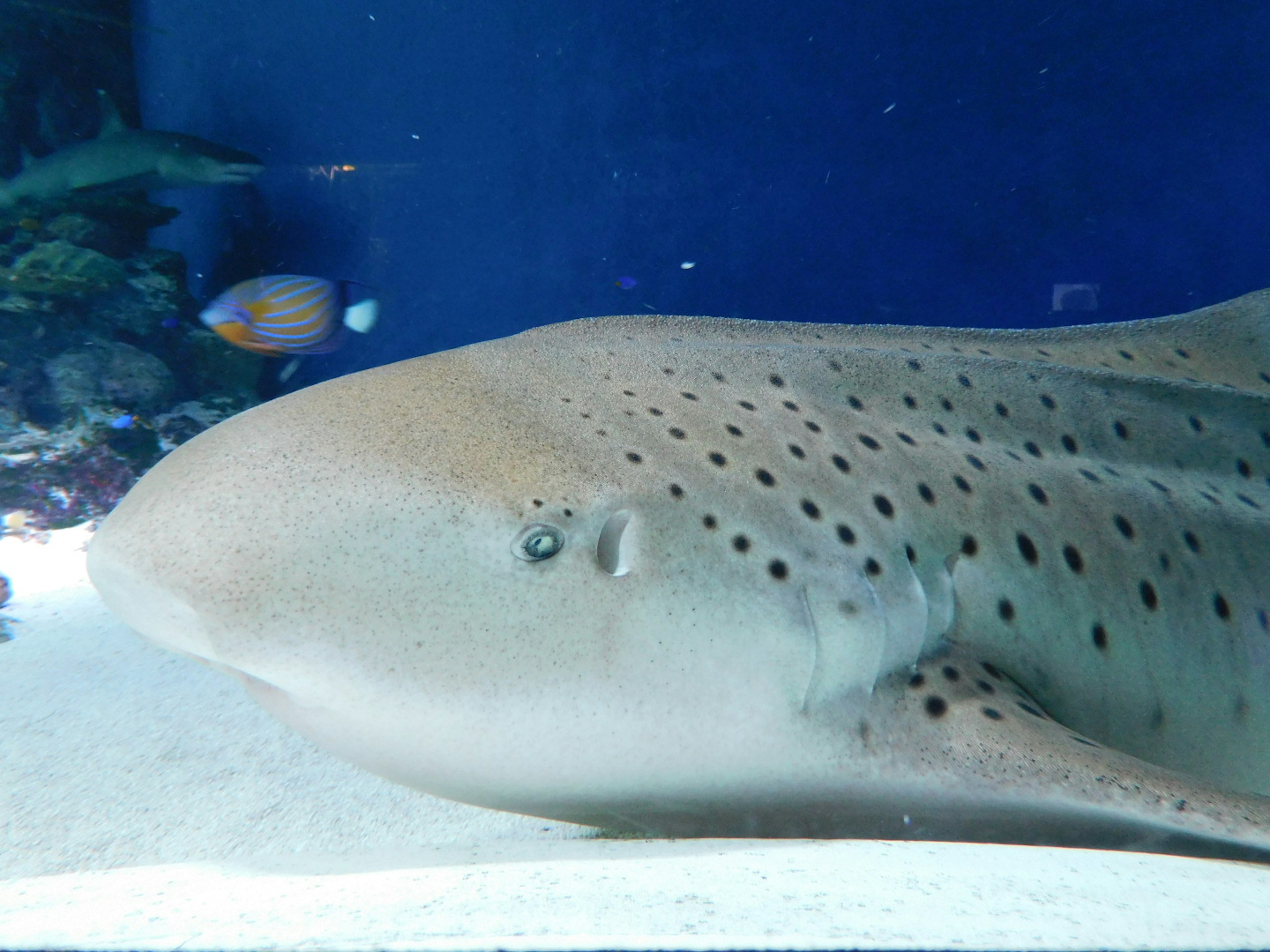 在水族館中游泳的鯊魚靠近豹紋黃貂魚