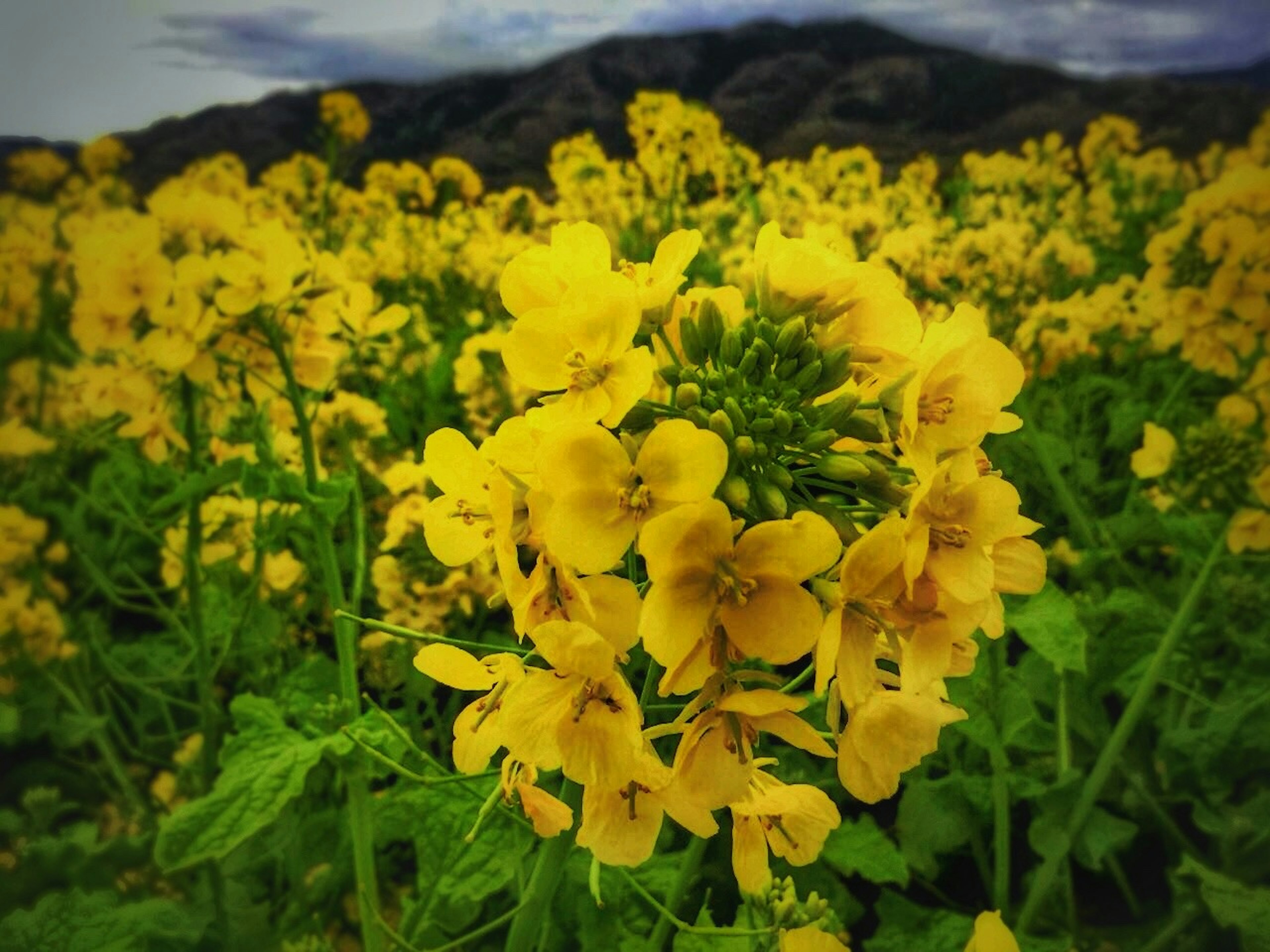 Amplio campo de flores de colza amarillas brillantes con montañas al fondo