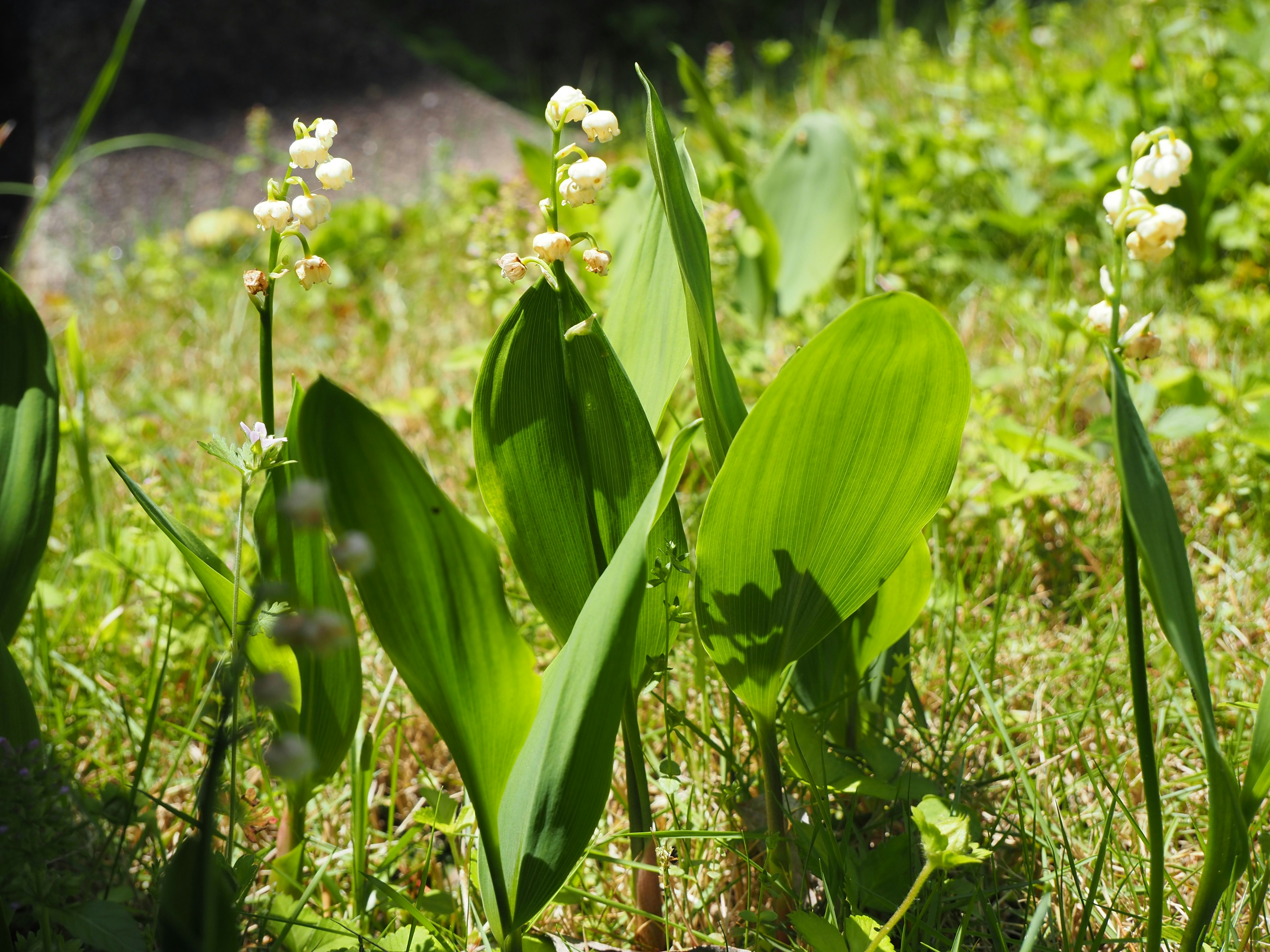 A grassy area with green leaves and small white flowers