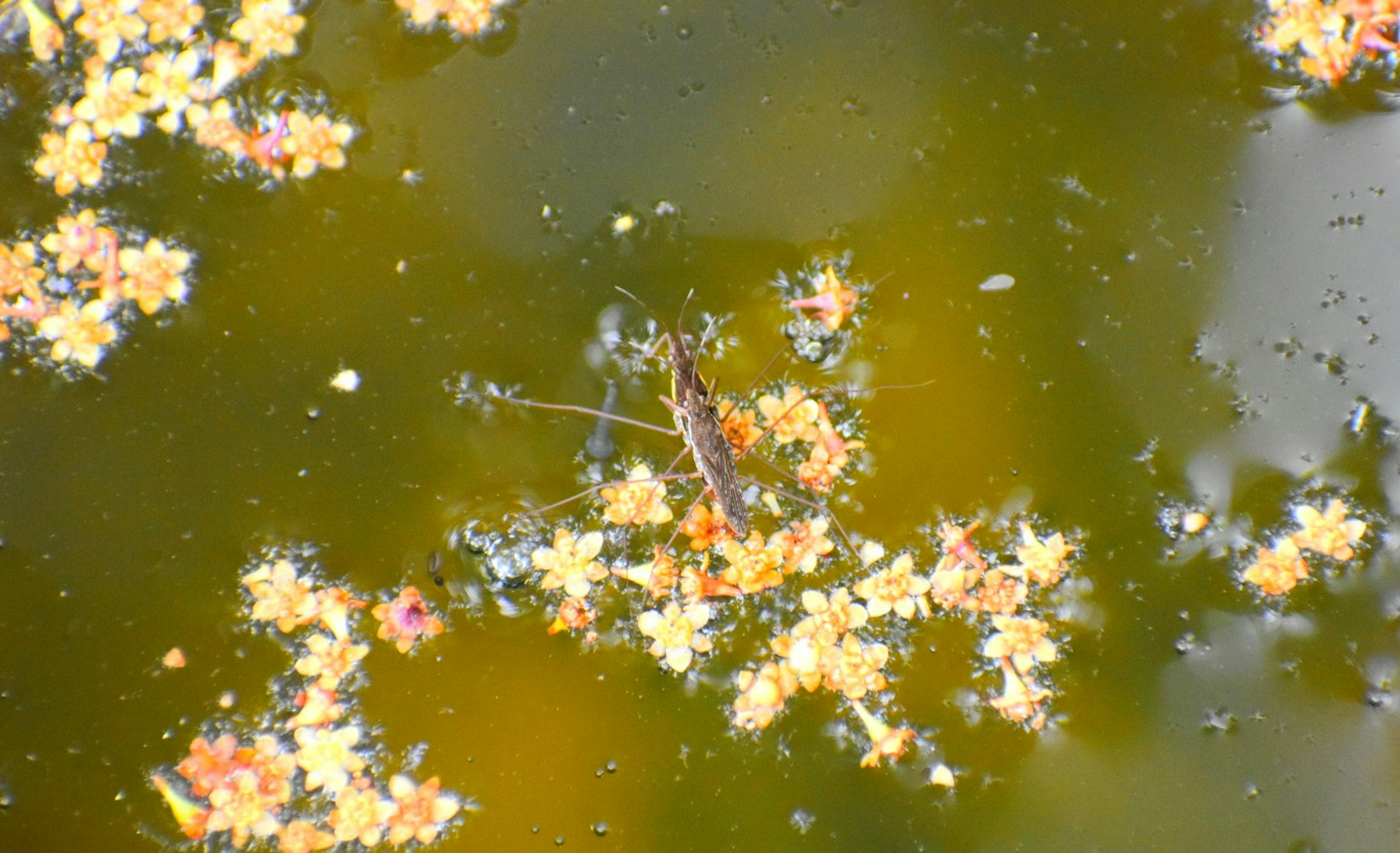 Gros plan de pétales de fleurs jaunes et d'un petit insecte flottant à la surface de l'eau