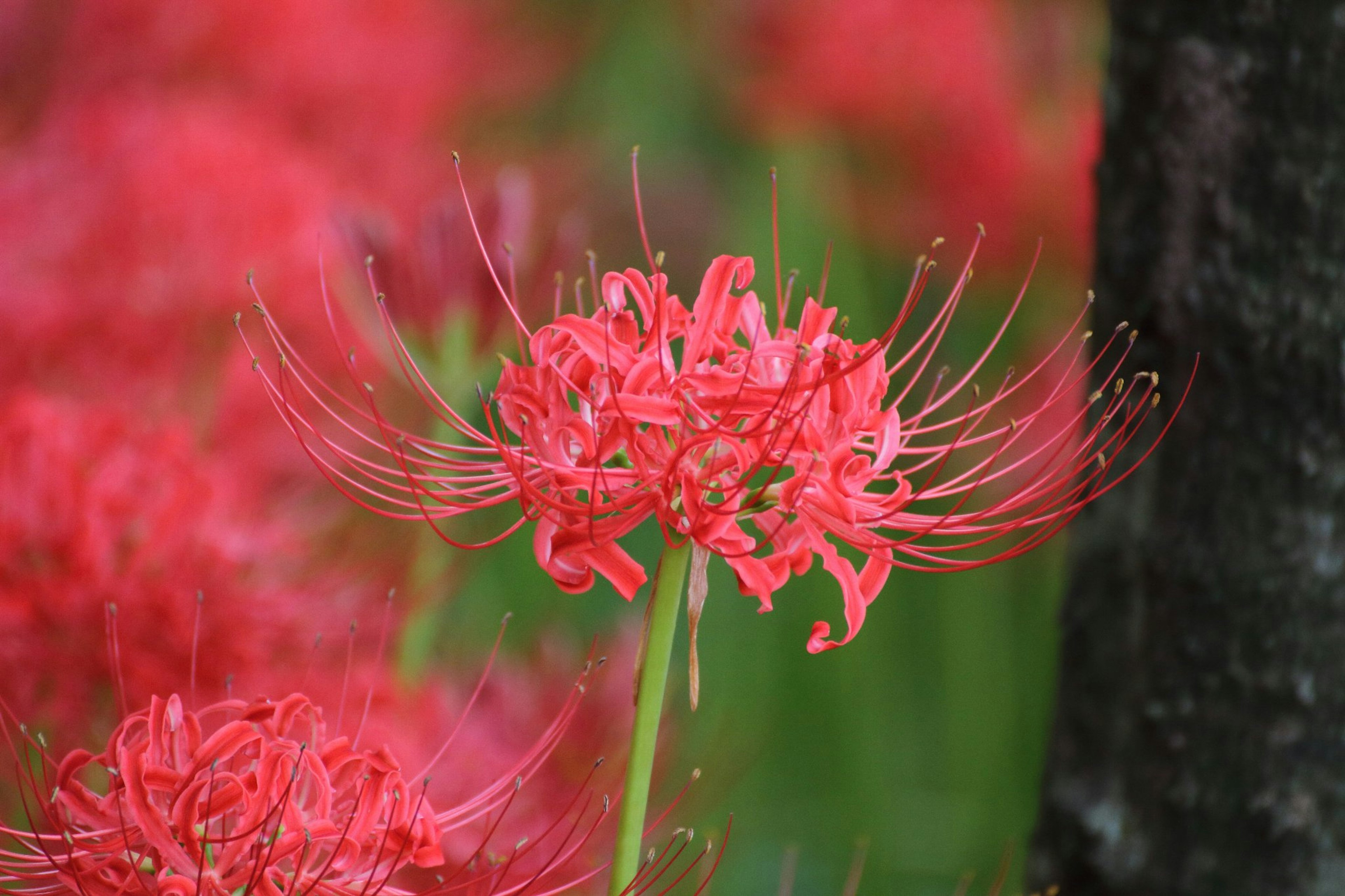 ภาพใกล้ของดอกไม้สีแดงสดใสที่มีกลีบยาวและพื้นหลังสีเขียว