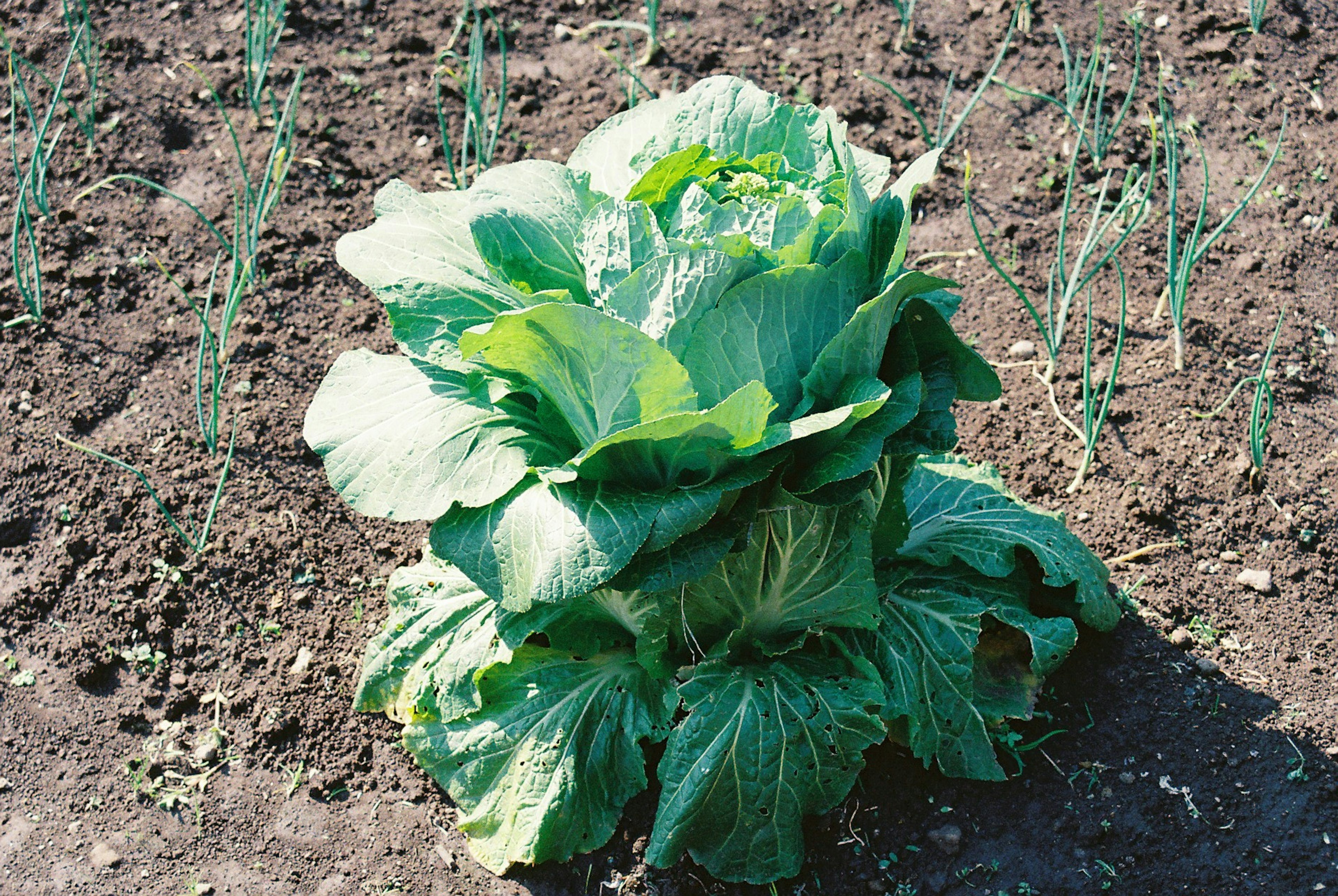 Fresh cabbage growing in a garden with green onions