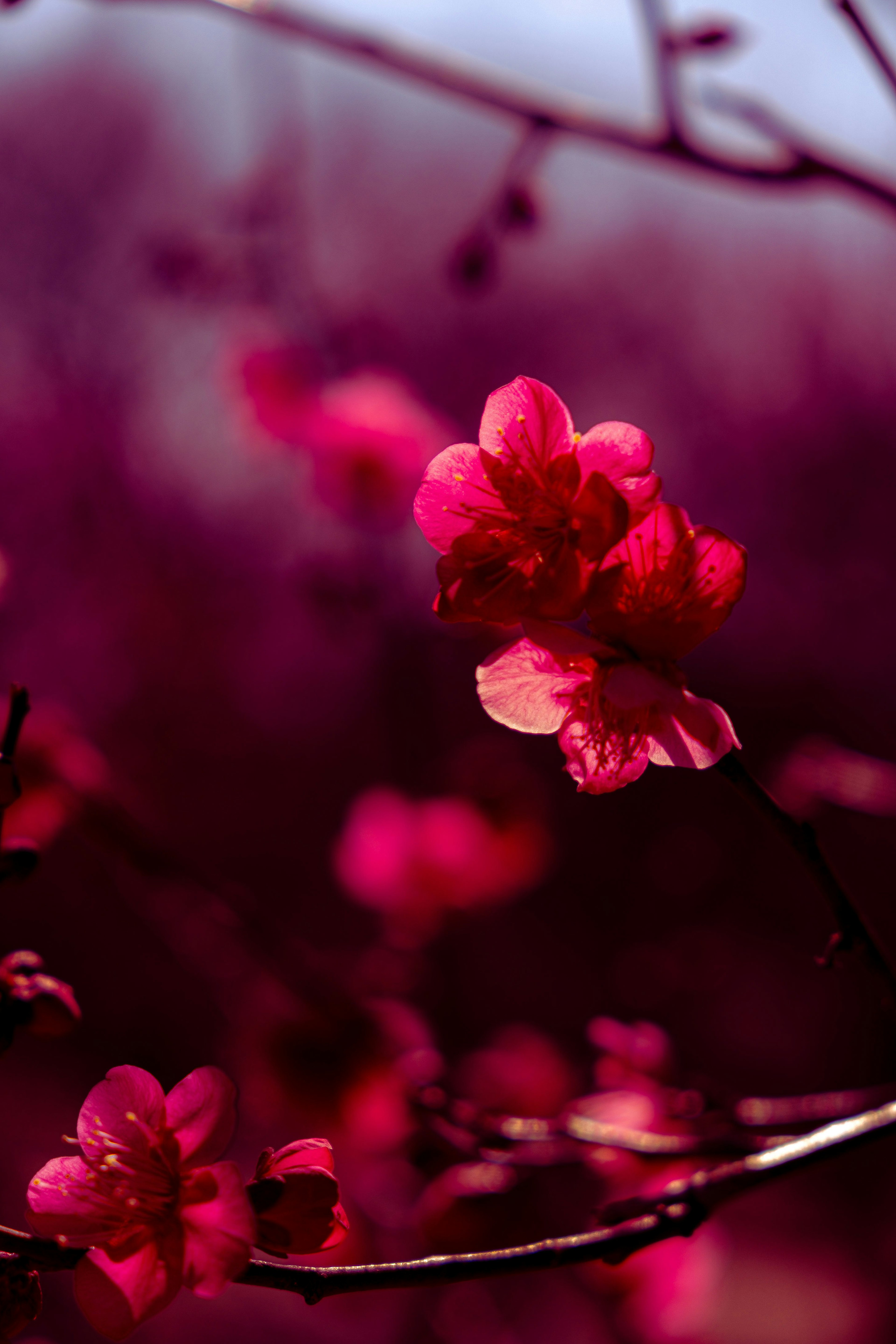 Nahaufnahme von leuchtend rosa Blumen, die an Zweigen blühen