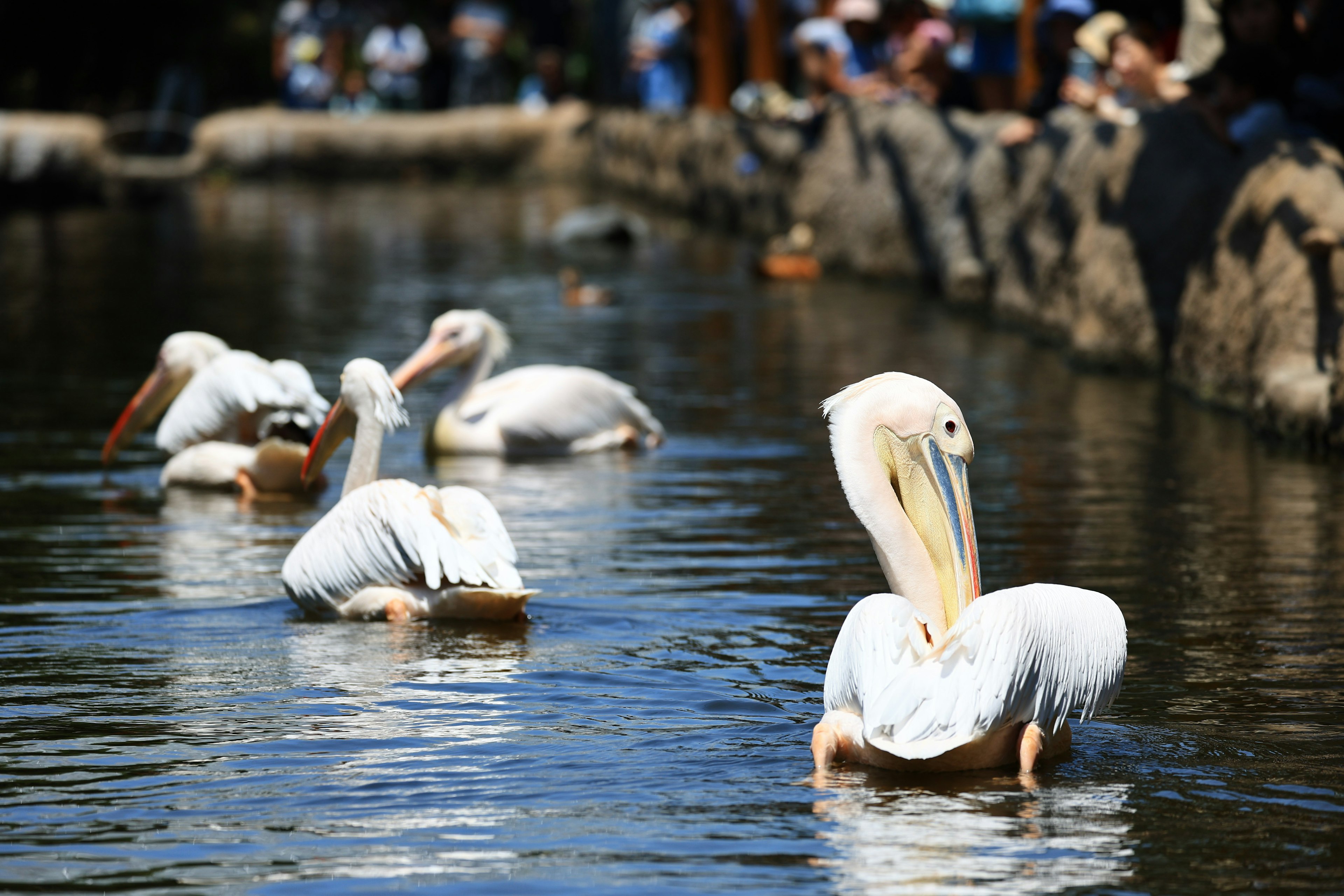 White pelicans swimming in the water with spectators nearby