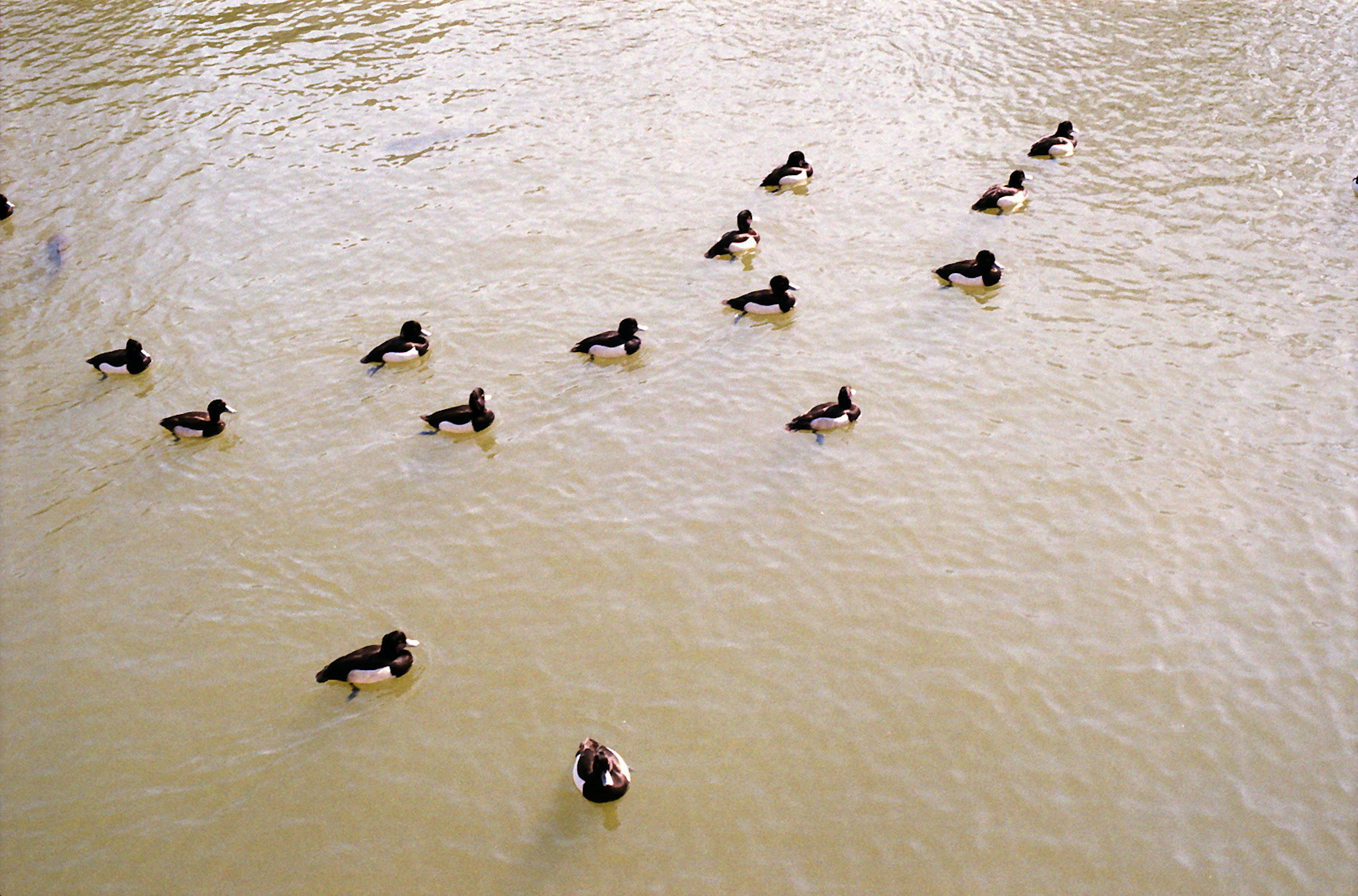 Un groupe de canards nageant à la surface de l'eau