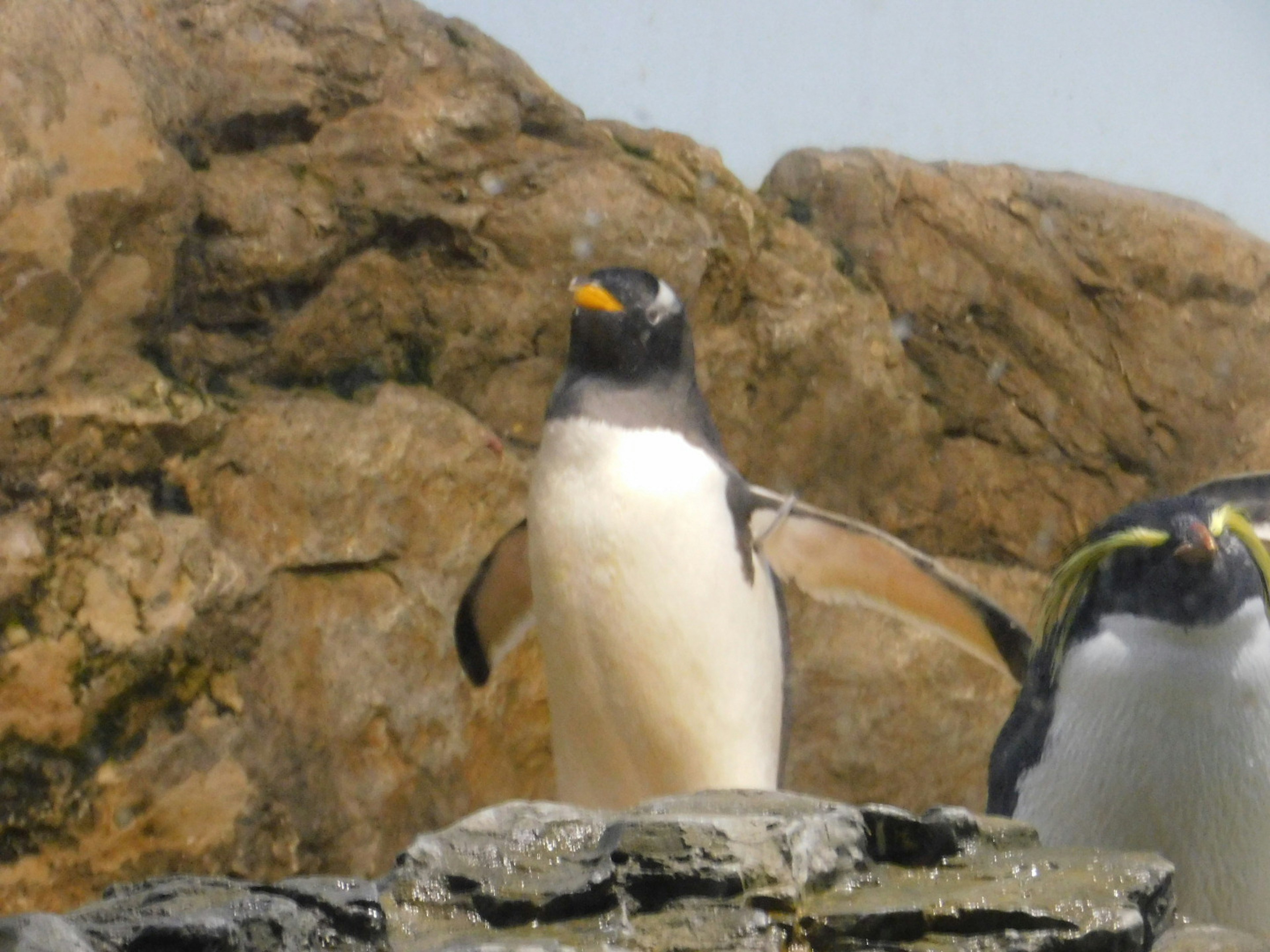 Pinguin steht auf Felsen mit ausgebreiteten Flügeln