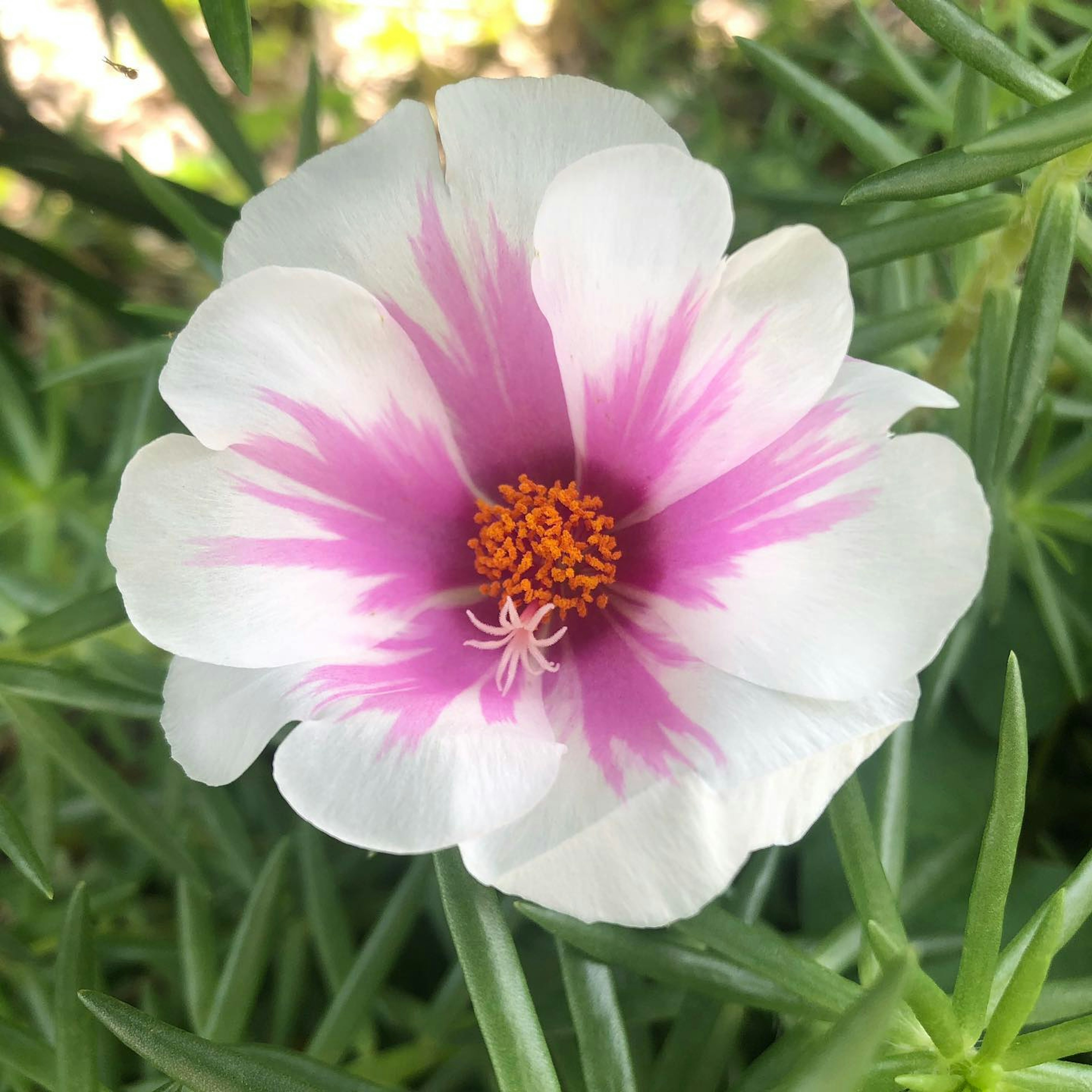 白とピンクの花弁を持つ美しい花の中心にオレンジの雄しべがあり、周囲には緑の葉が広がっている