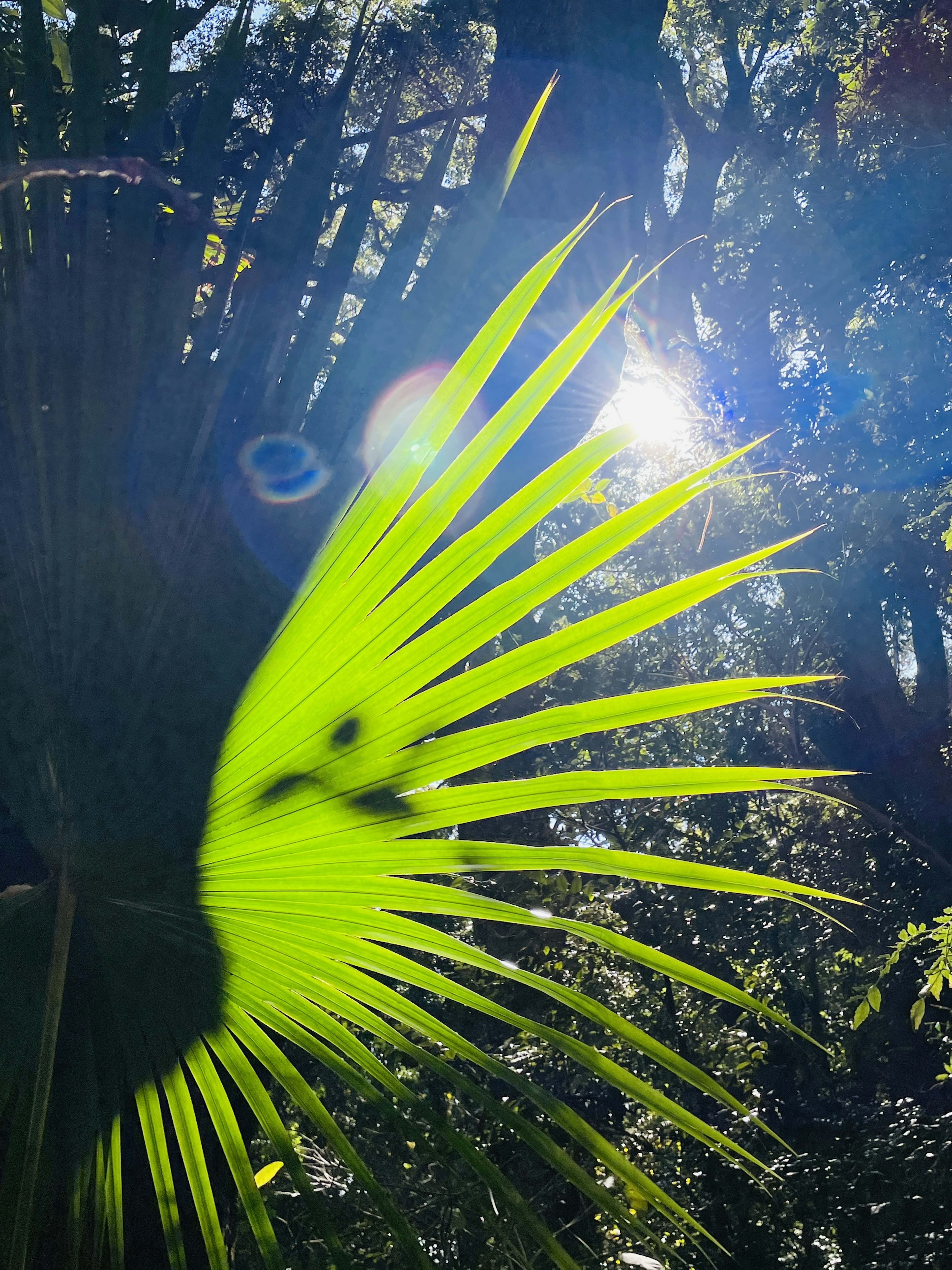 Foglia di palma verde brillante illuminata dalla luce del sole con alberi sullo sfondo