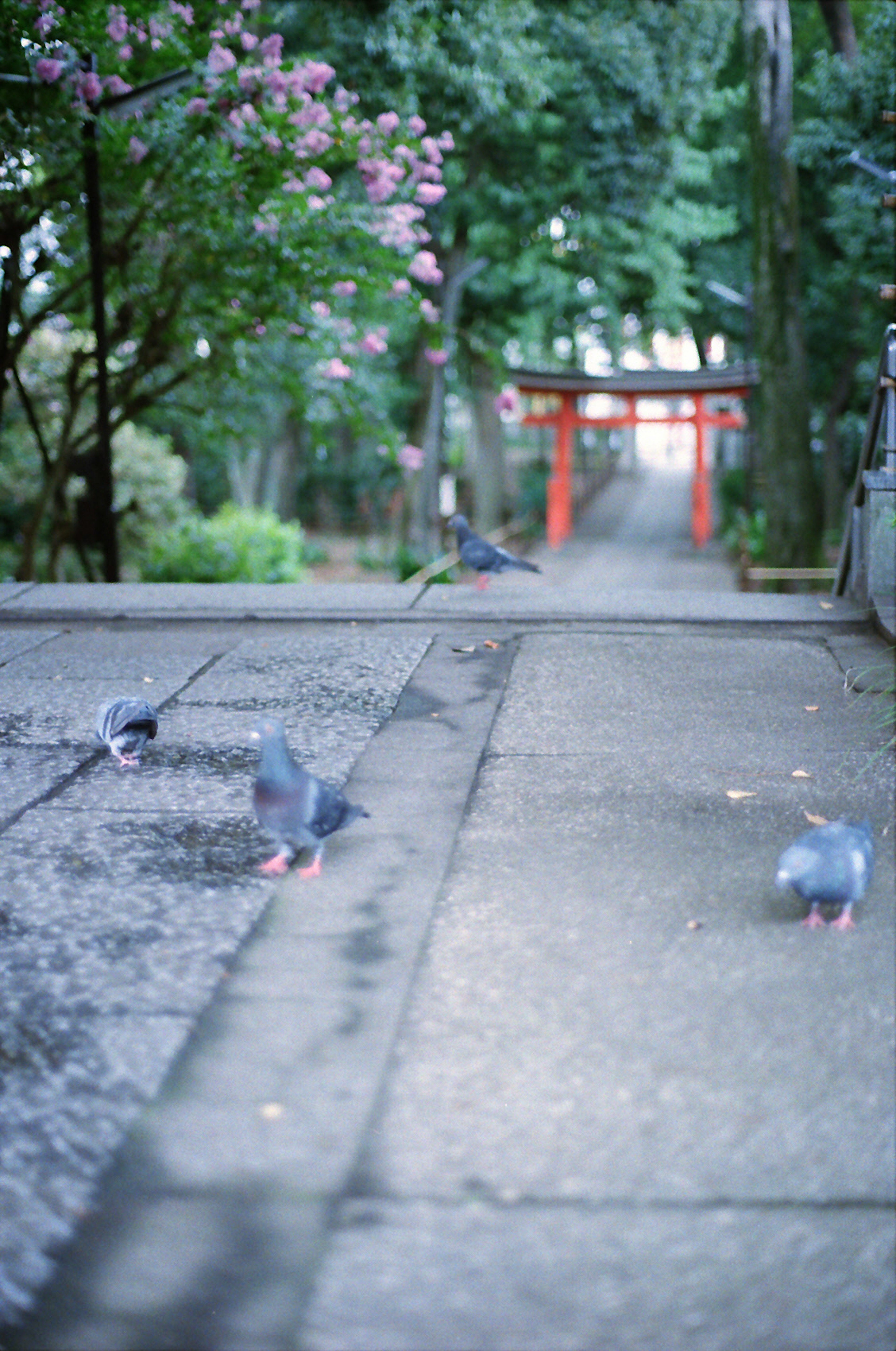 Palomas en un camino tranquilo del parque con una puerta torii al fondo