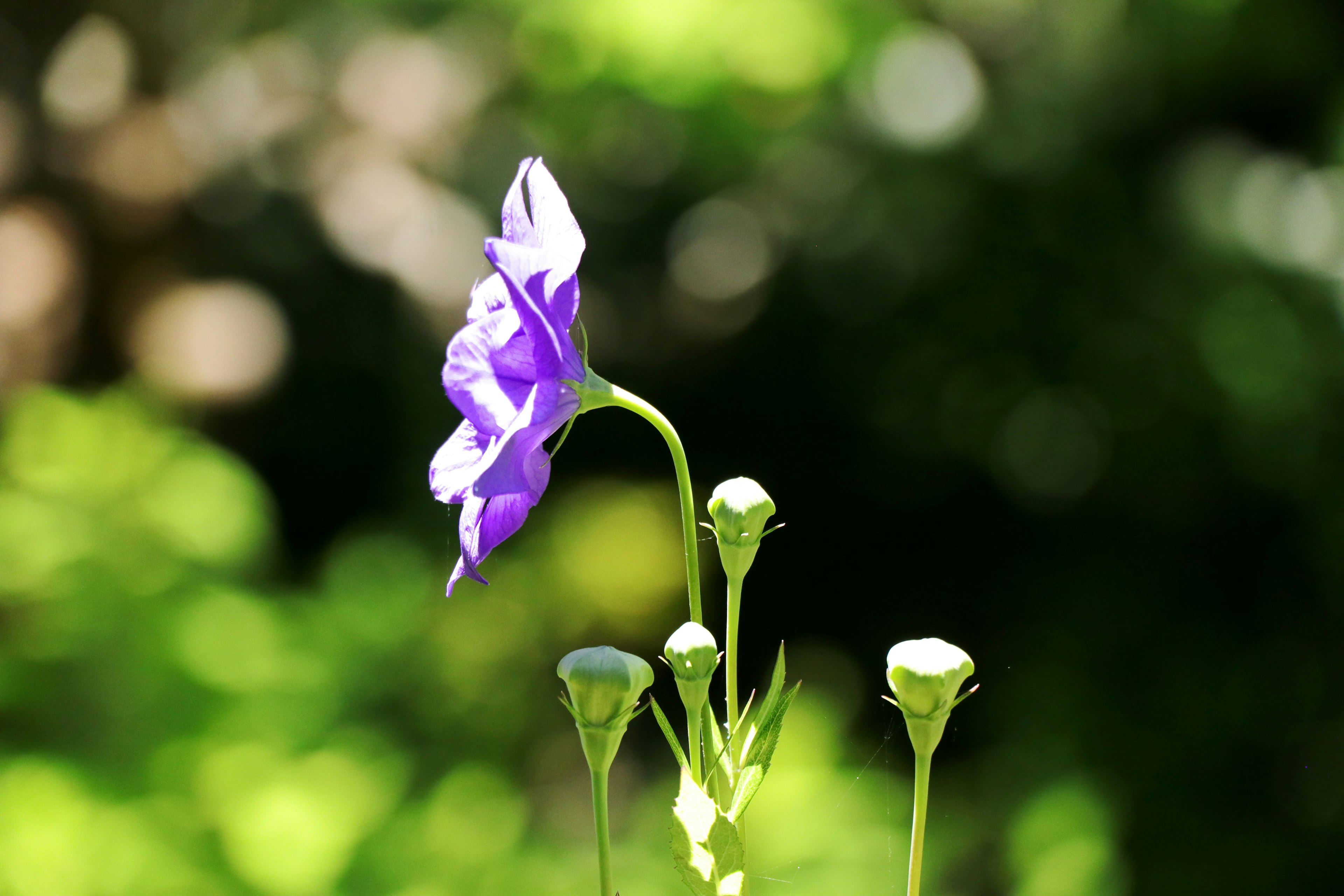 Fiore viola e boccioli su uno sfondo verde