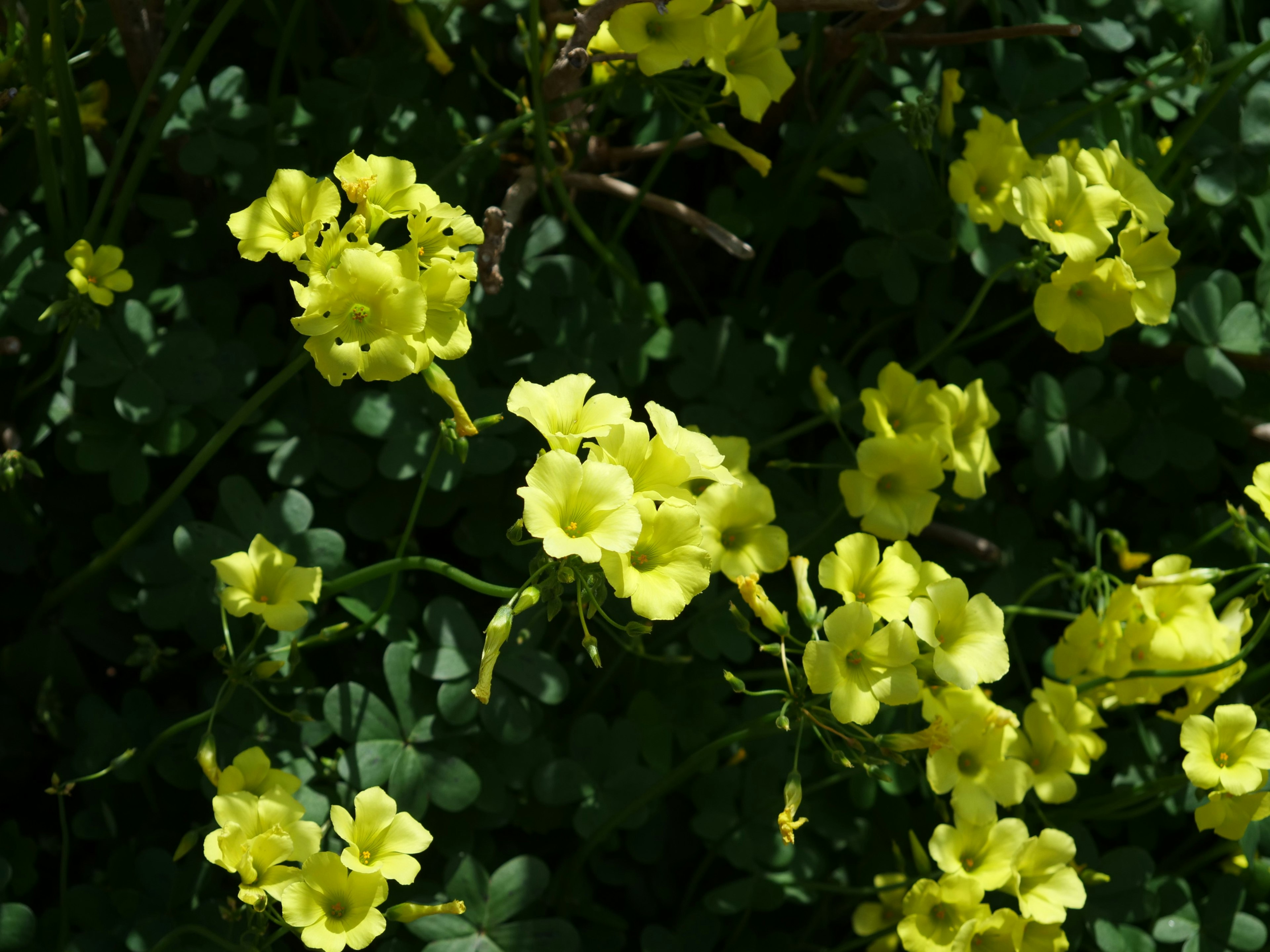 鮮やかな黄色の小さな花が群生している様子