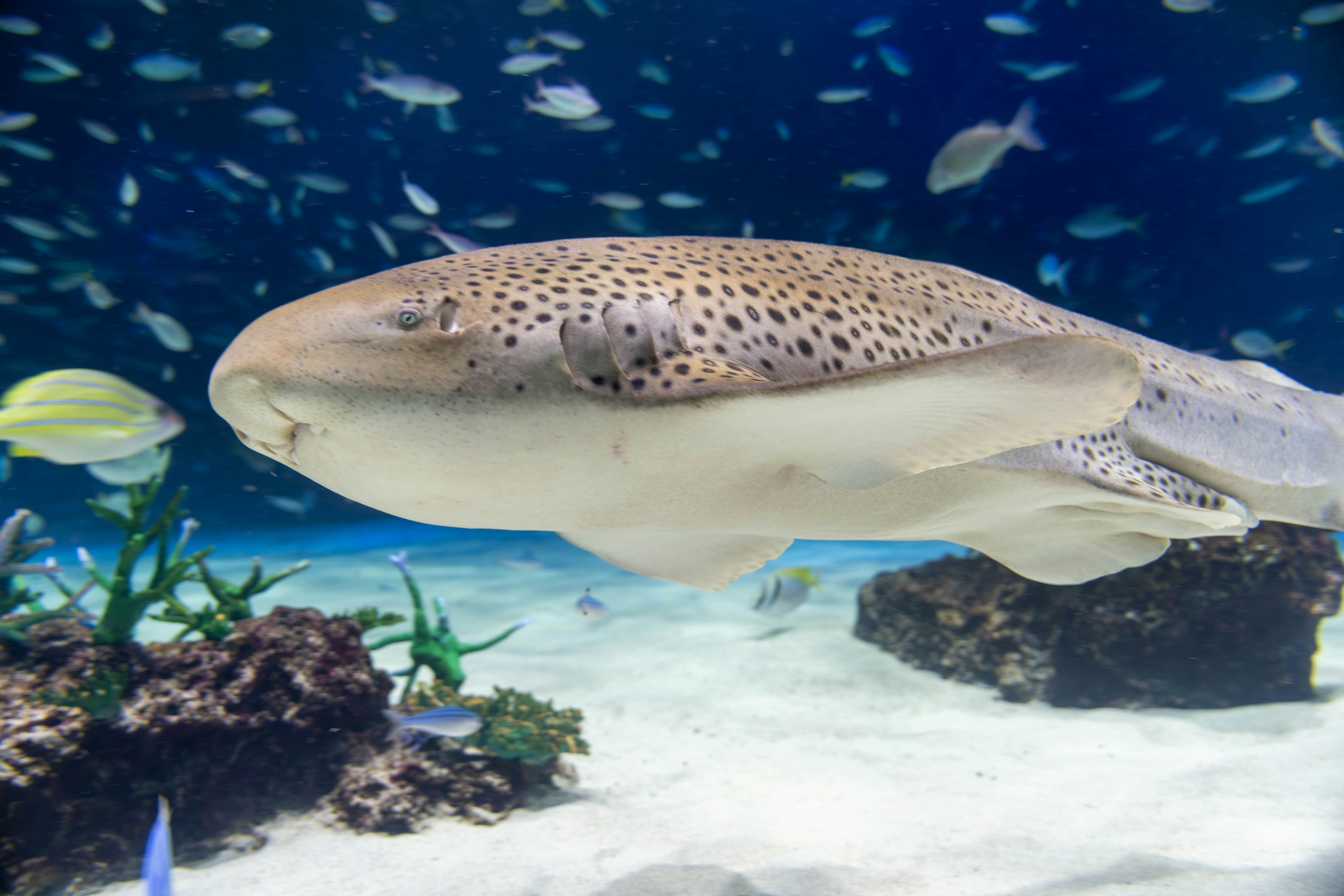 A species of shark swimming underwater featuring a spotted back