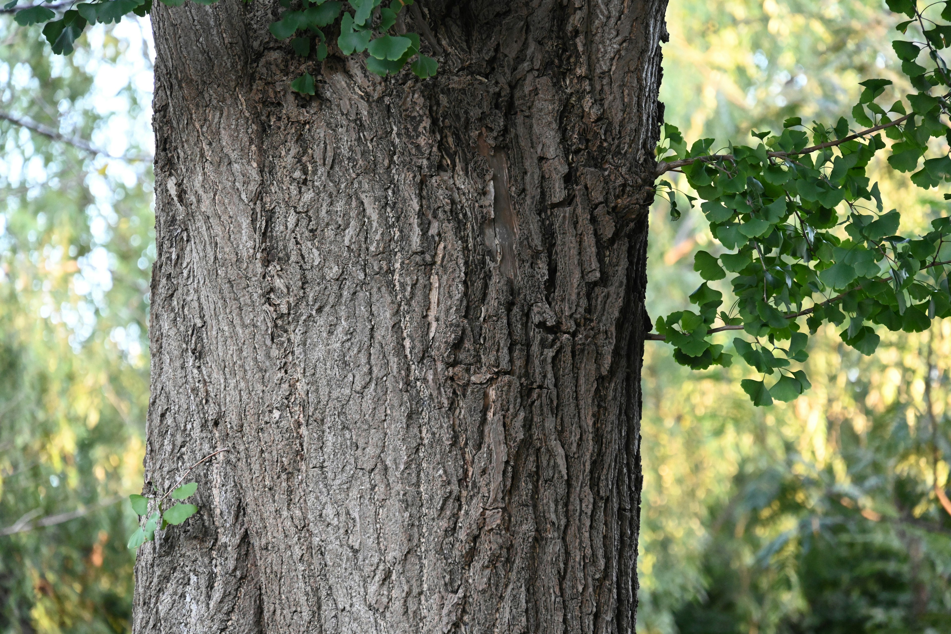 Close-up of a thick tree trunk with green leaves in a natural setting