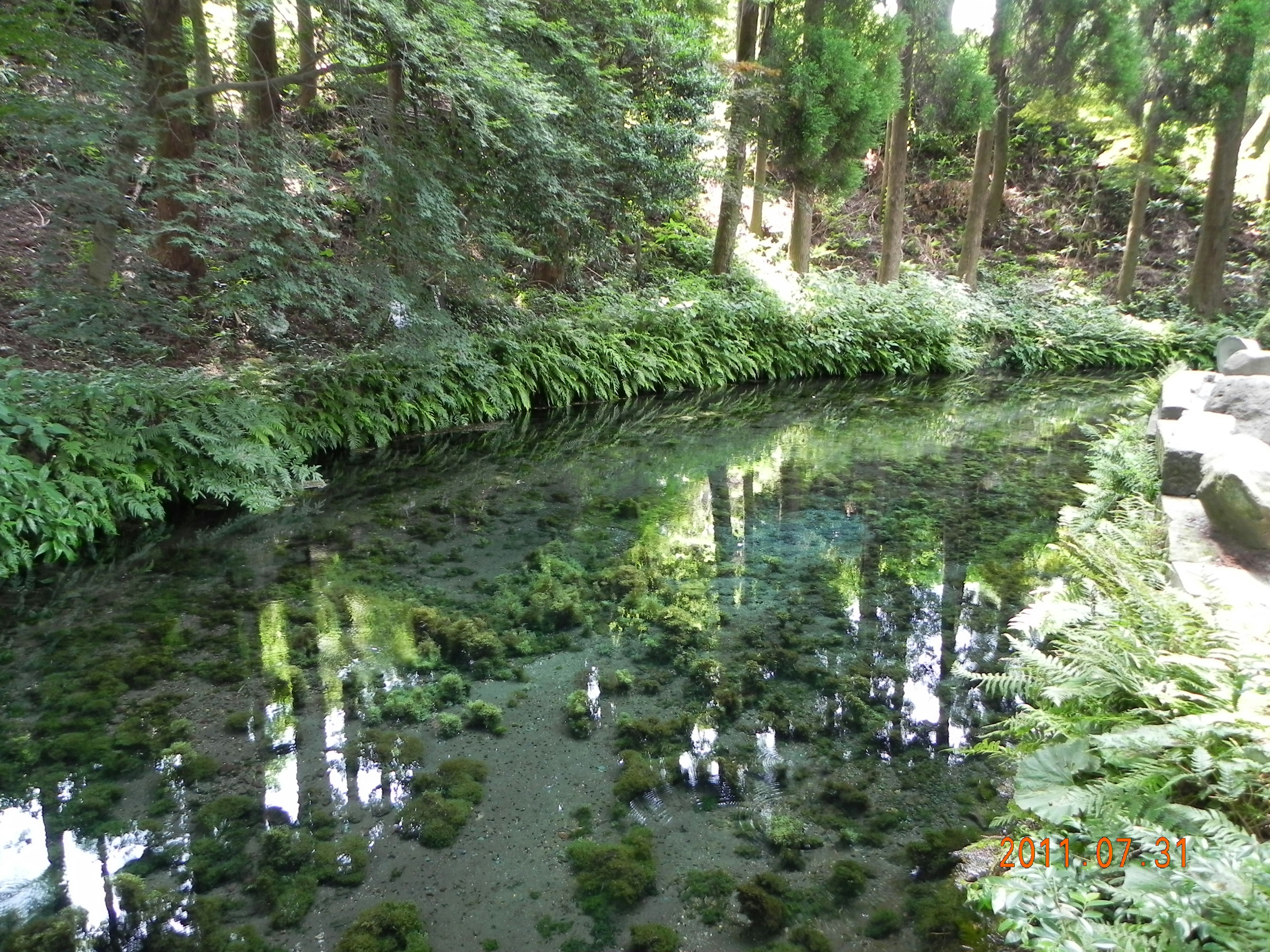 Clear pond surrounded by lush greenery reflecting trees