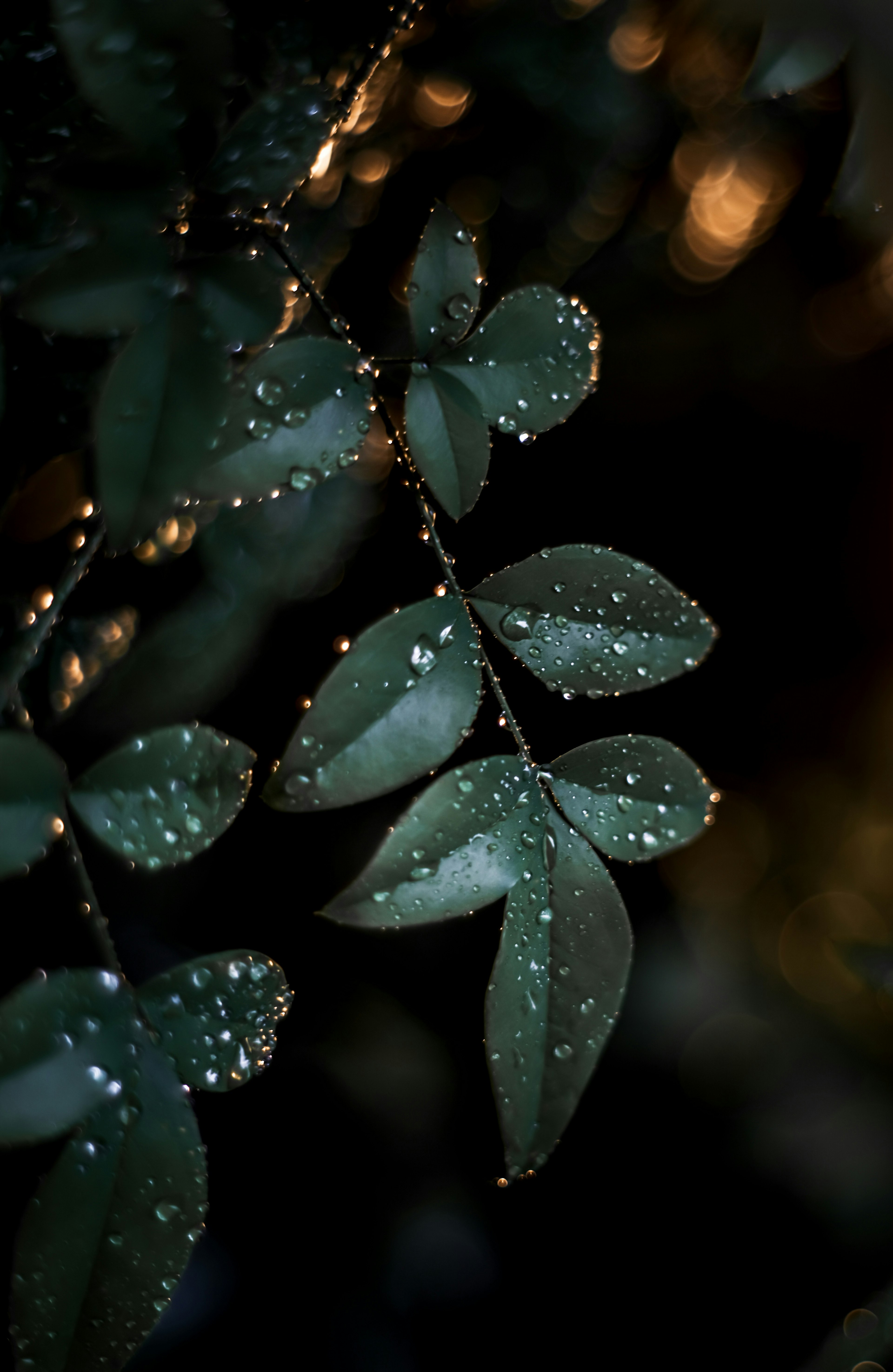 Acercamiento de hojas mojadas con gotas contra un fondo oscuro que destaca el follaje verde