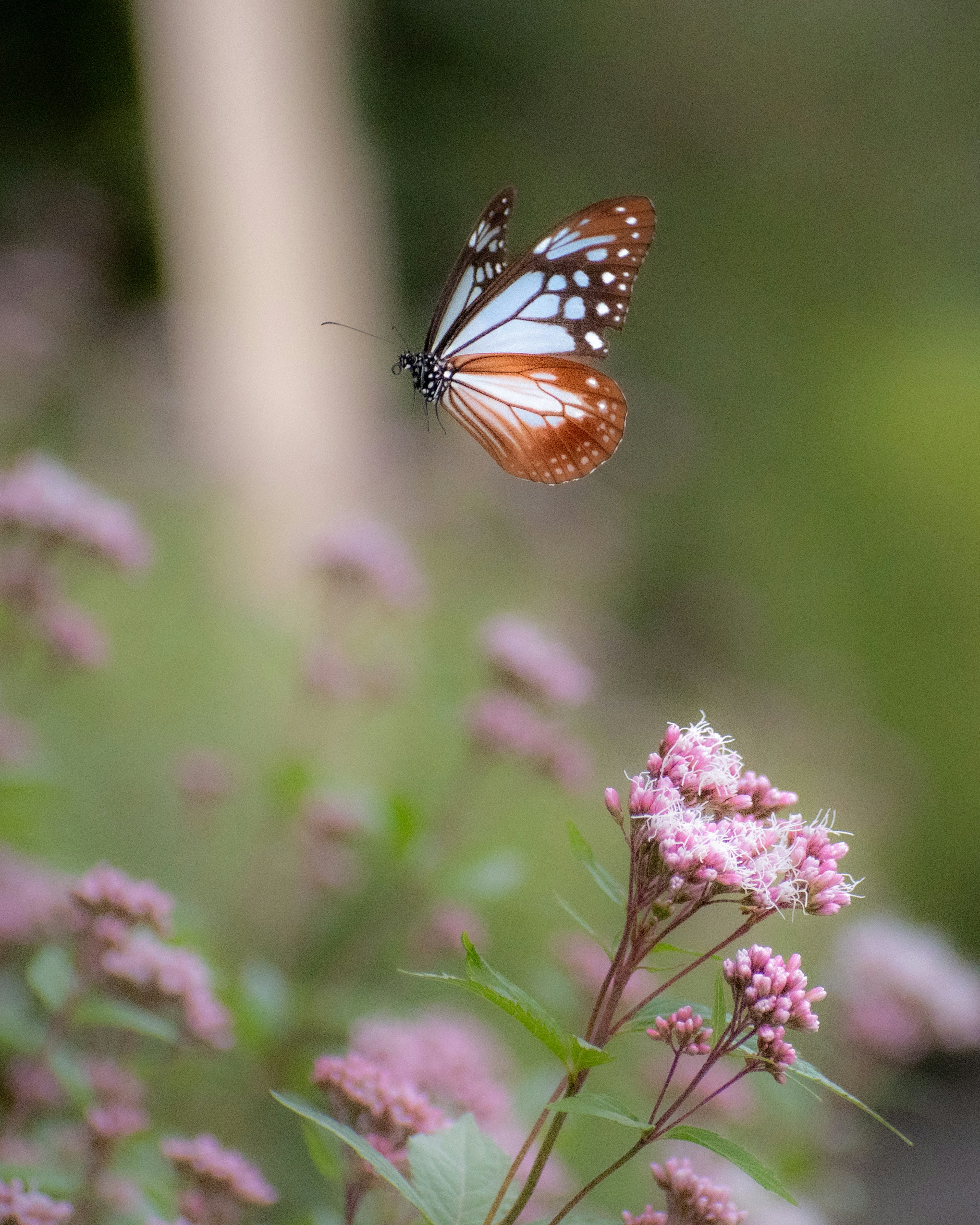 Un papillon aux motifs bleus et orange volant près de fleurs roses