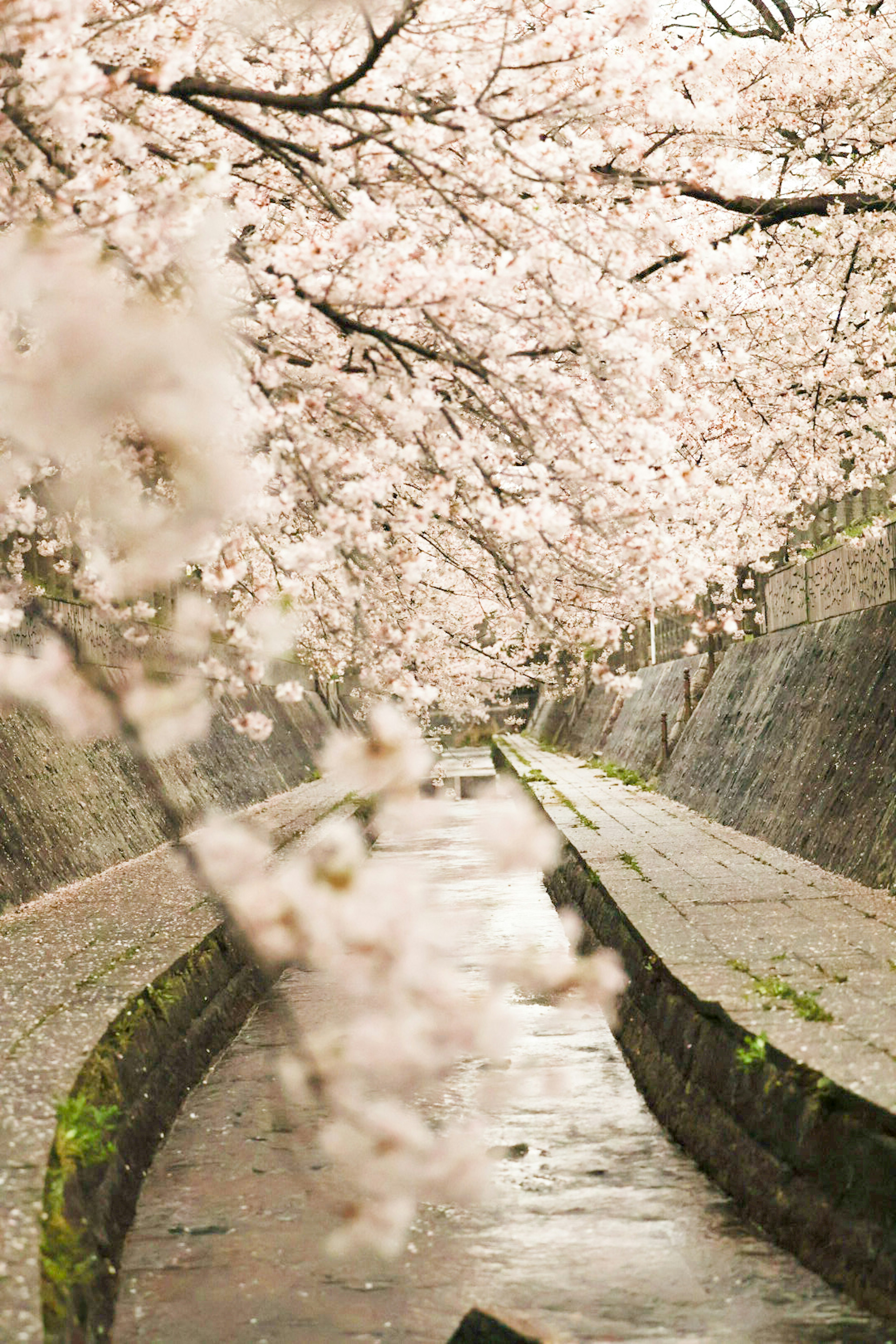 桜の花が咲く小道の風景