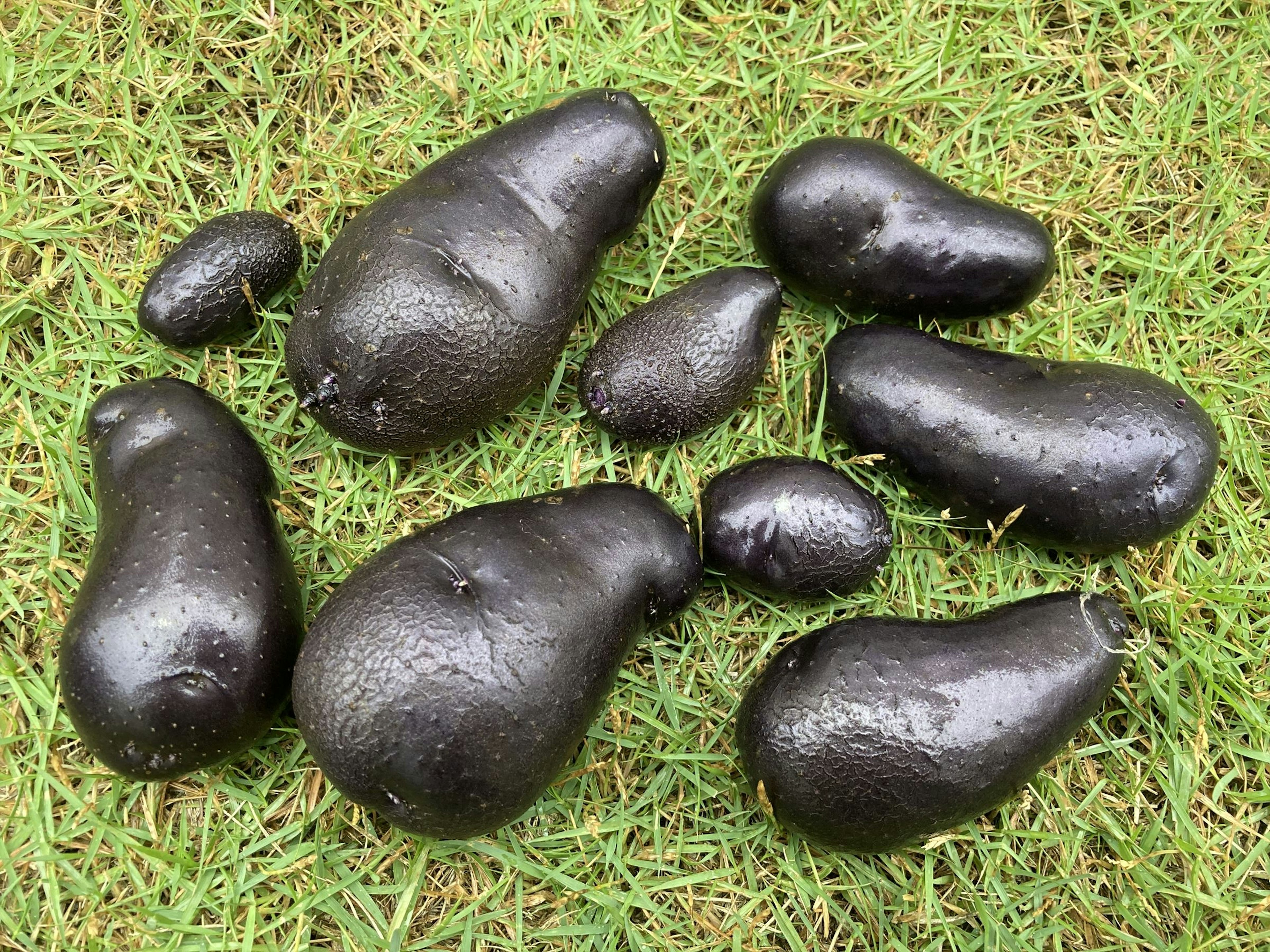 A collection of black avocados arranged on grass