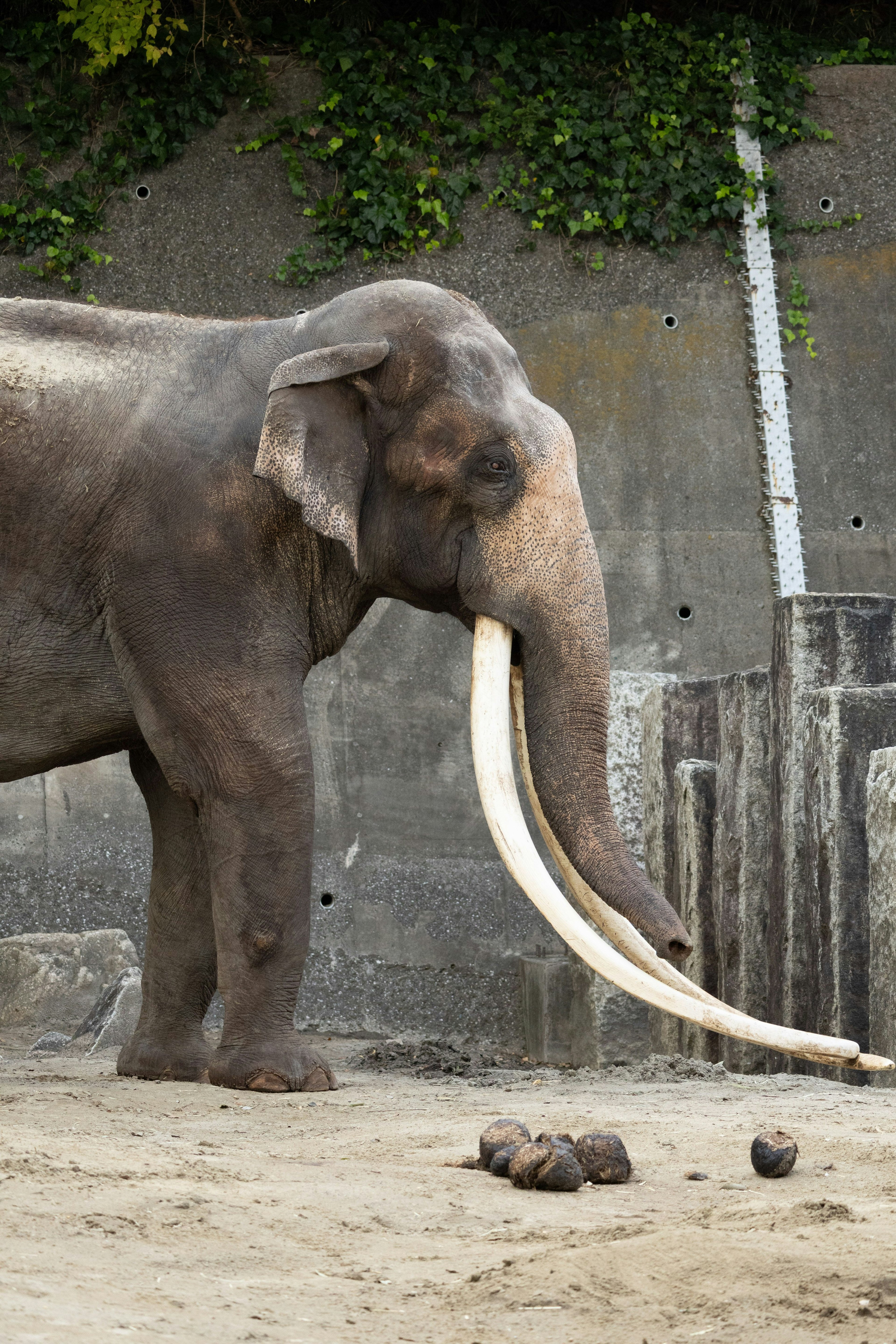 Un elefante in piedi con lunghe zanne in un contesto di zoo