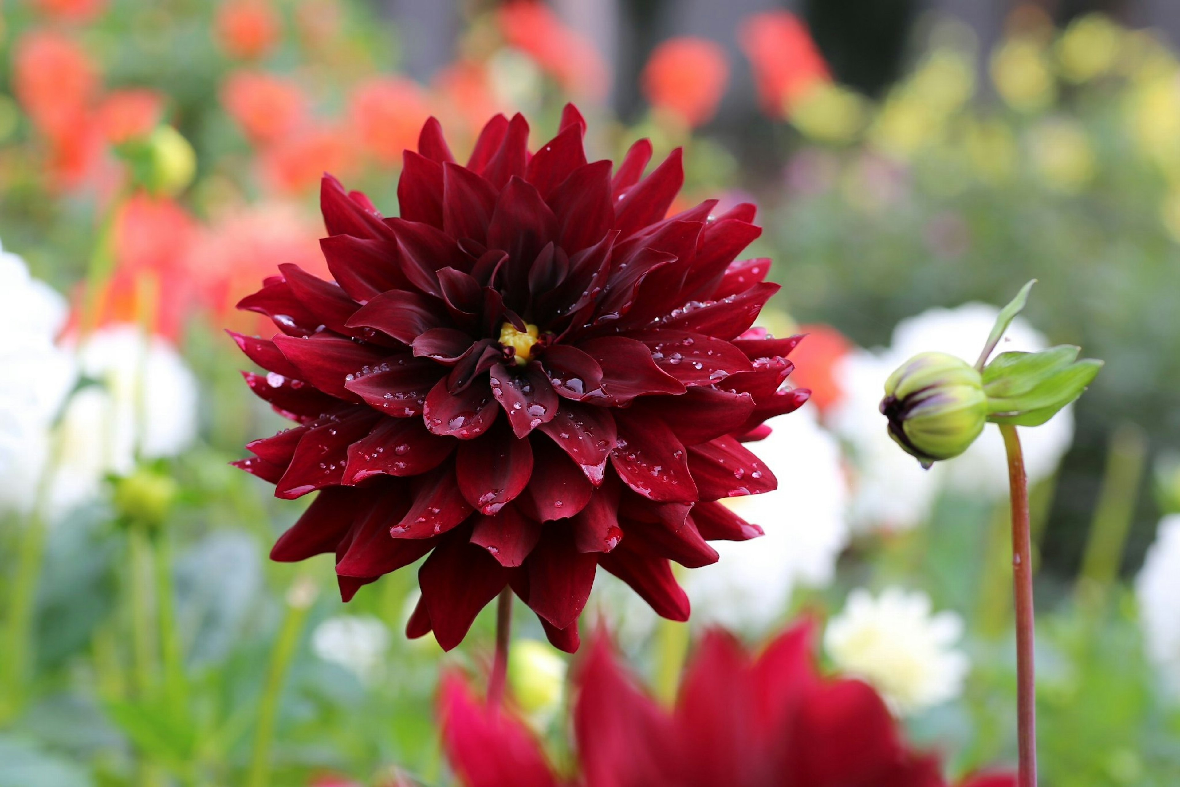 Lebendige rote Dahlienblüte in einer schönen Gartenlandschaft