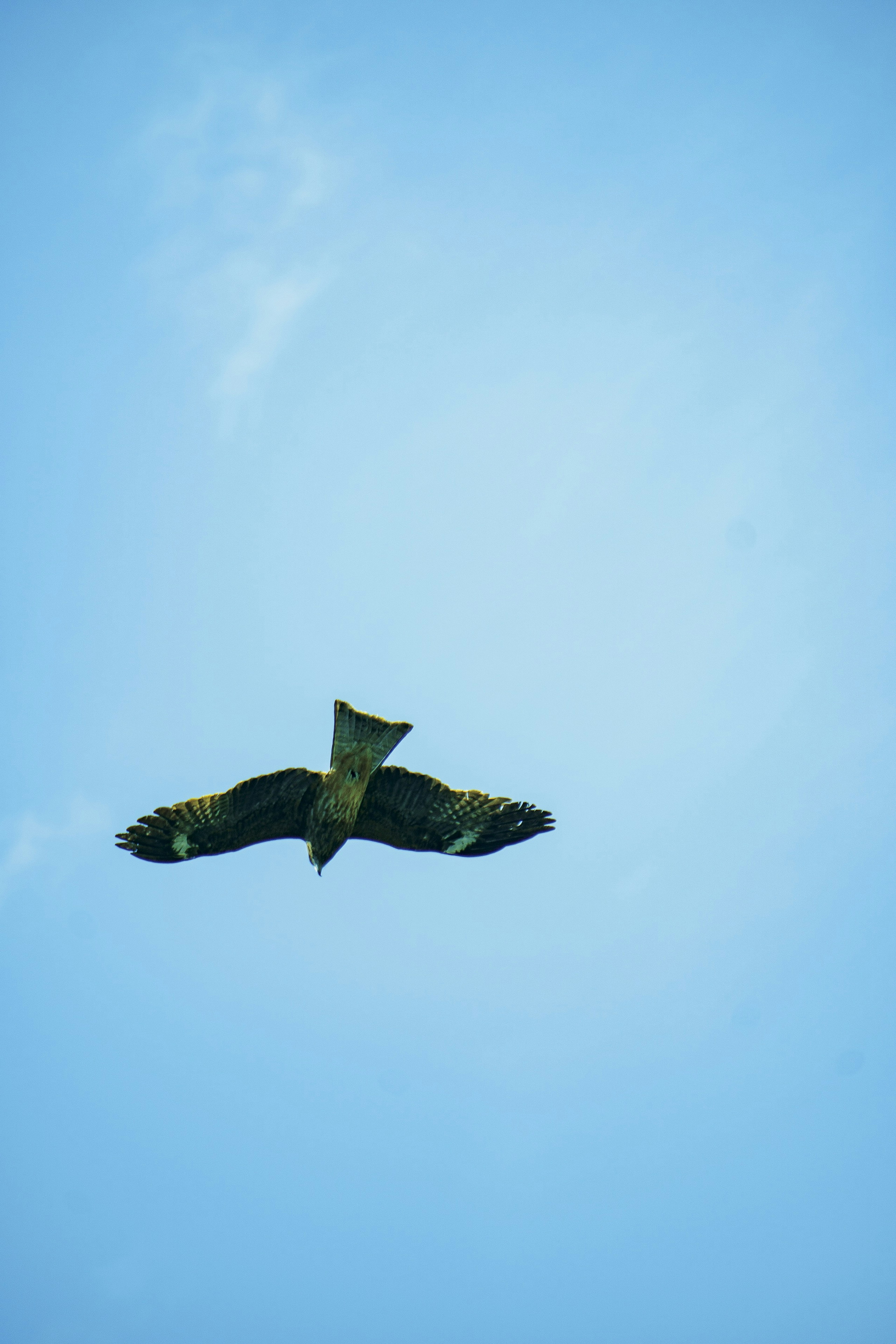 Silhouette d'un faucon volant sur un ciel bleu