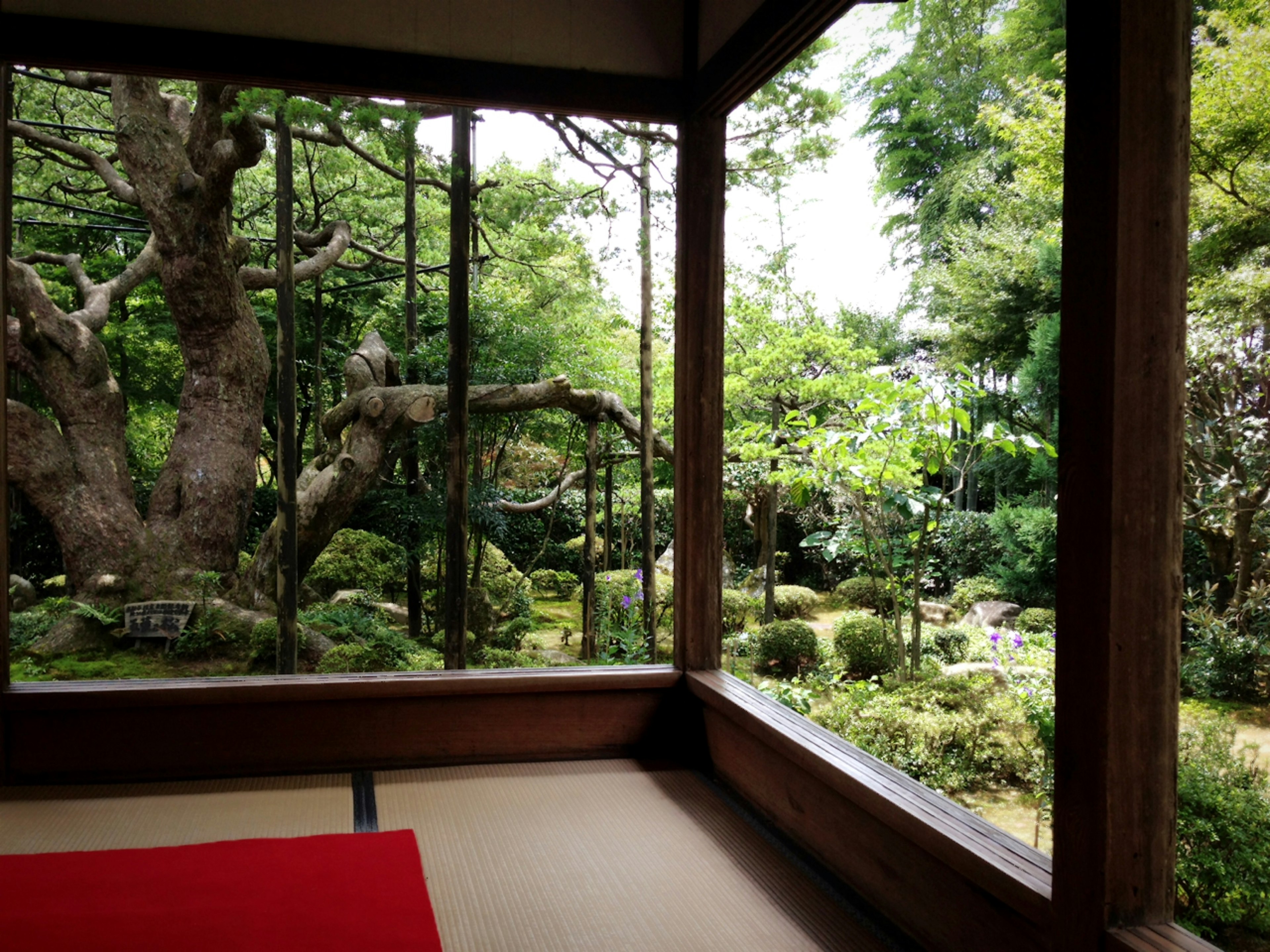 Pemandangan taman Jepang dari ruangan tradisional dengan pepohonan rimbun dan pemandangan tenang