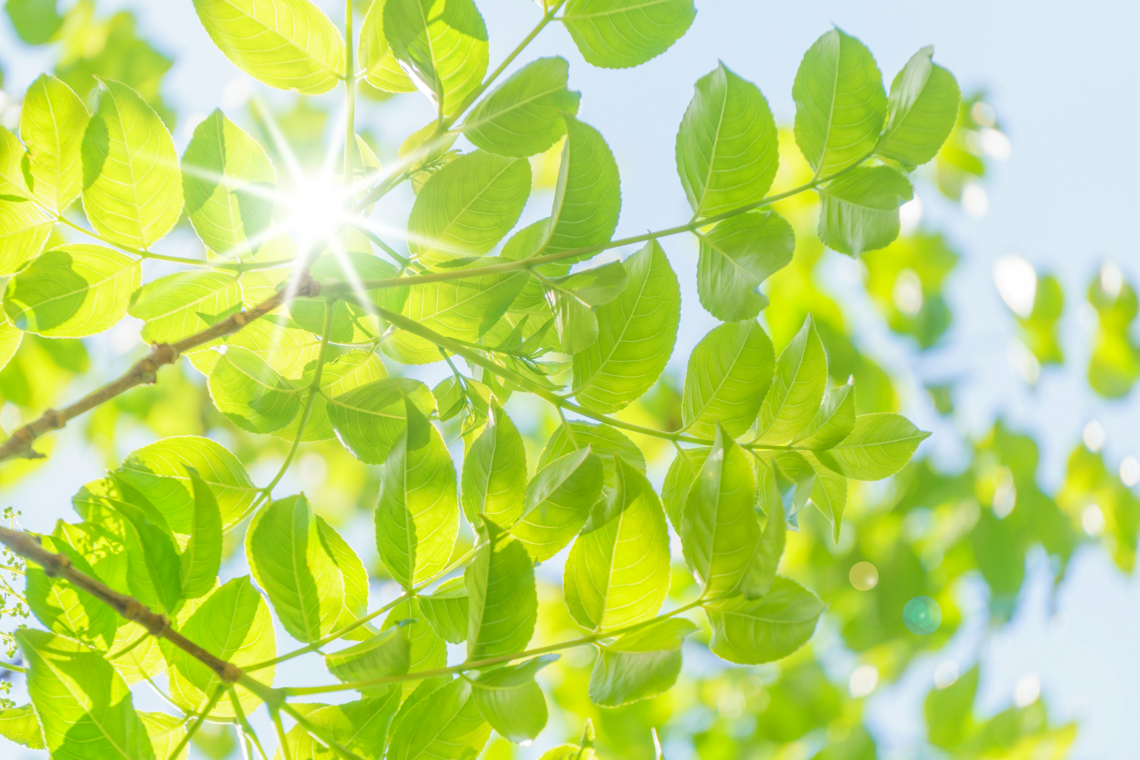 Green leaves illuminated by sunlight under a blue sky