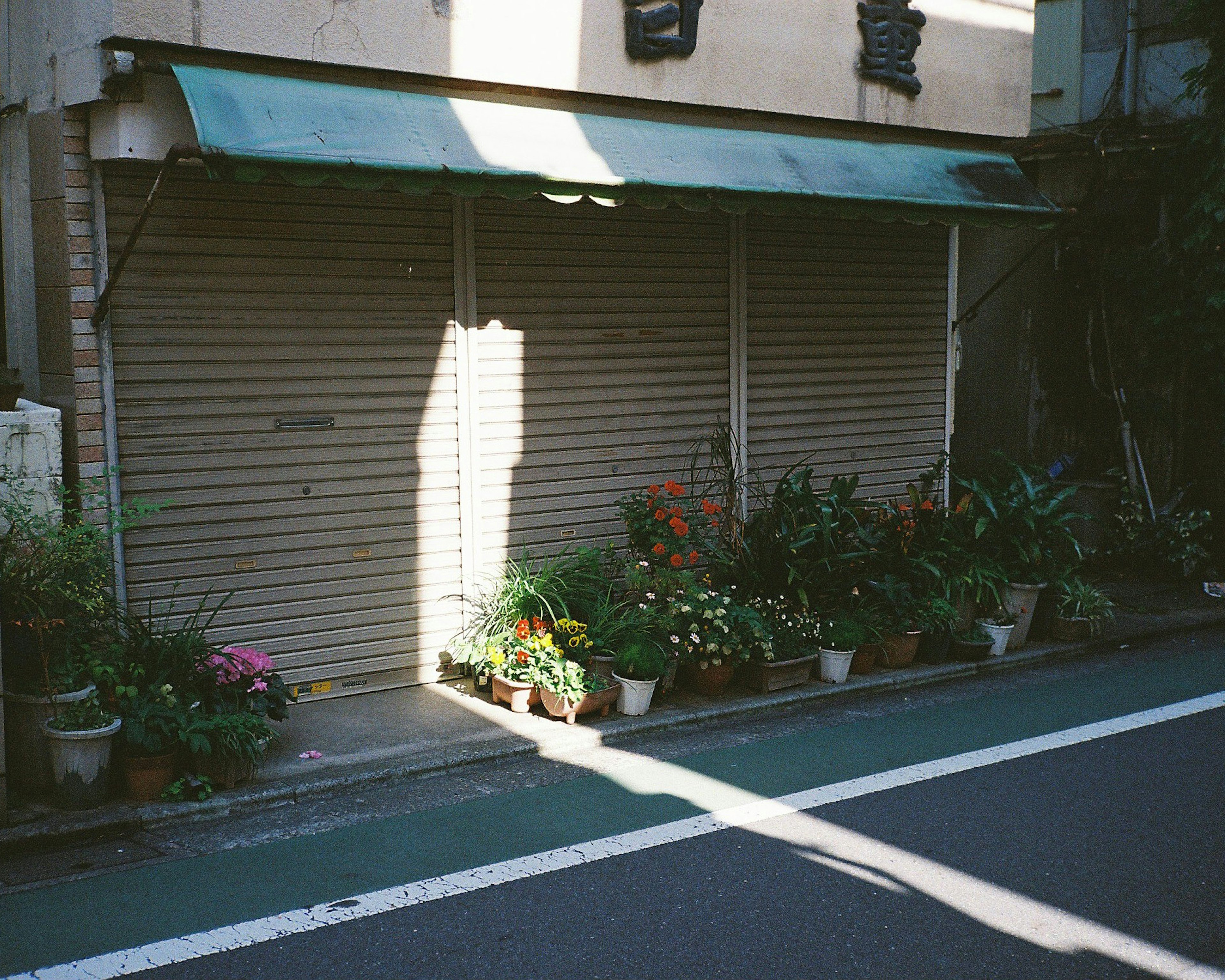 閉まった店の前に並ぶ花々と緑の植物