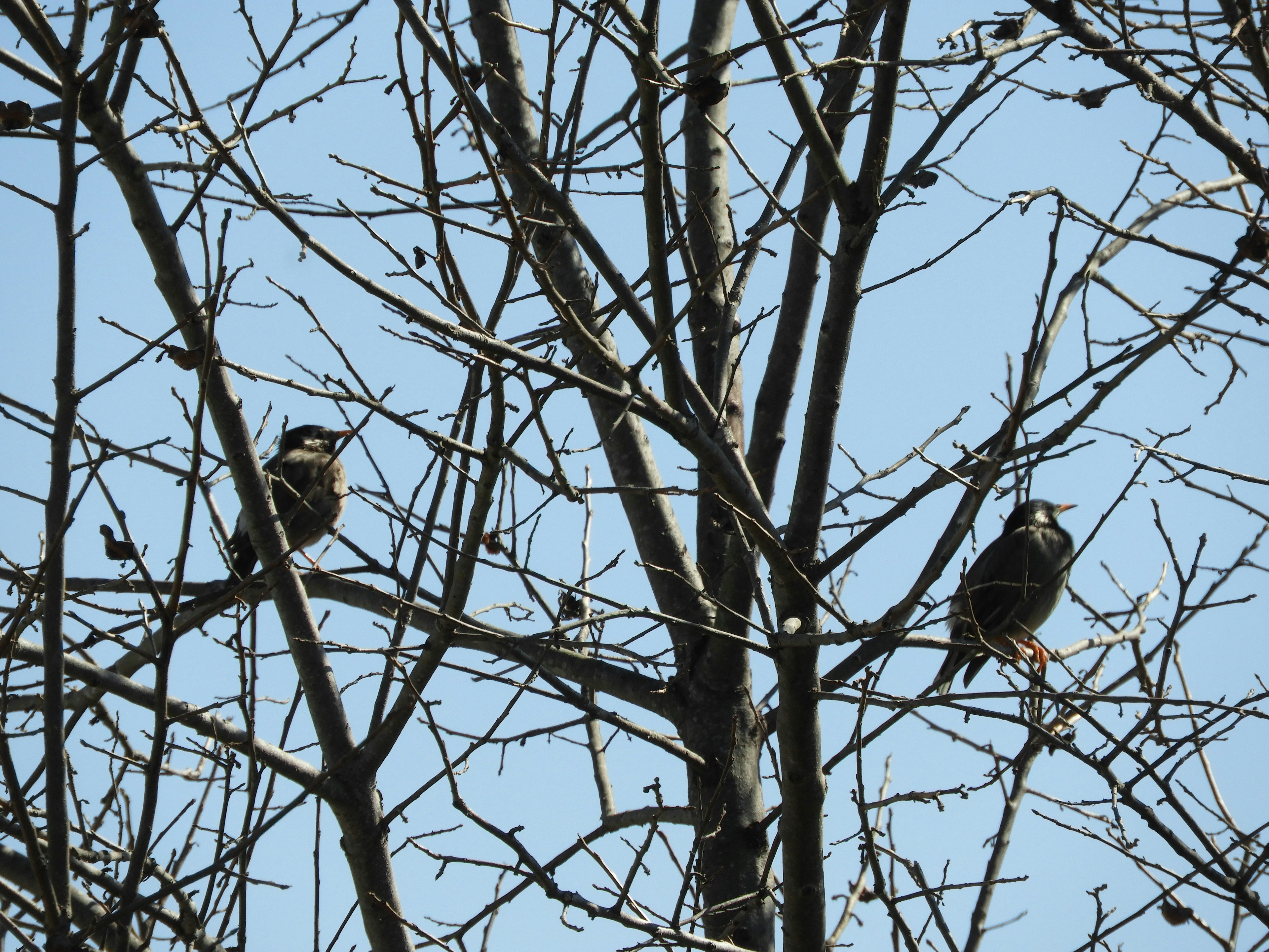 青空に映える枯れ木の間にとまる二羽の鳥