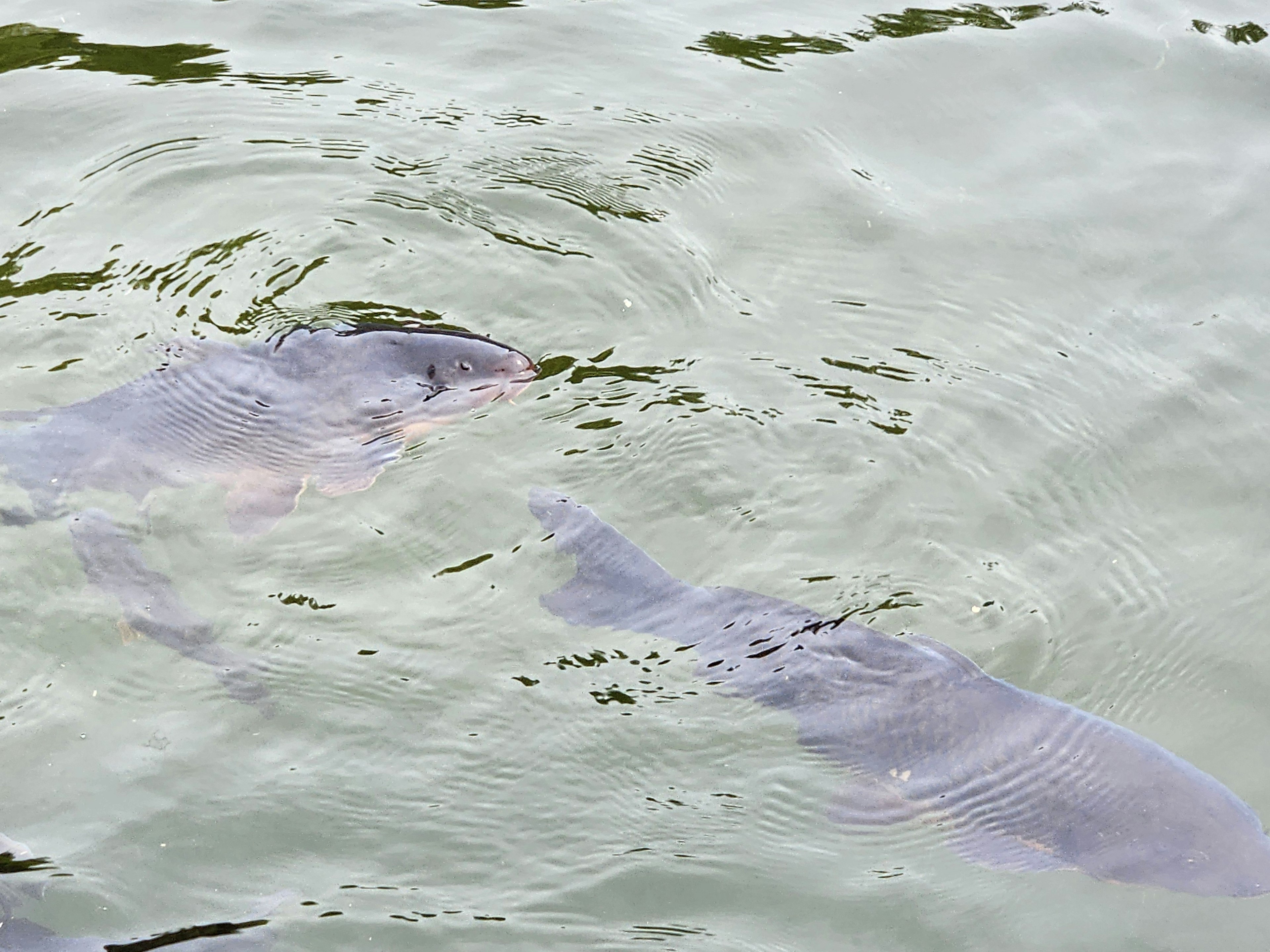 Ikan yang berenang di air dengan riak yang terlihat