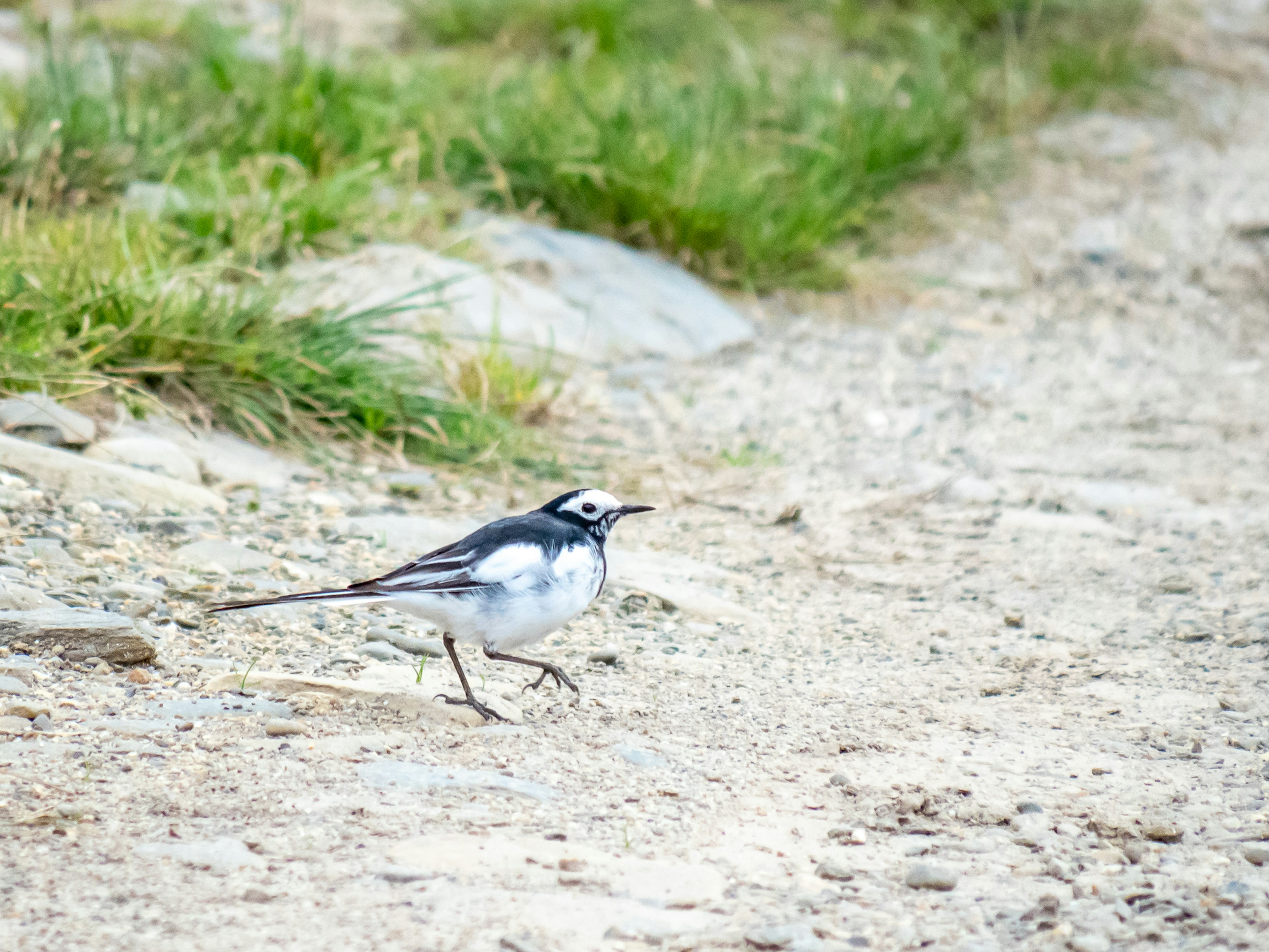 白黒の鳥が小道を歩いている草のある風景