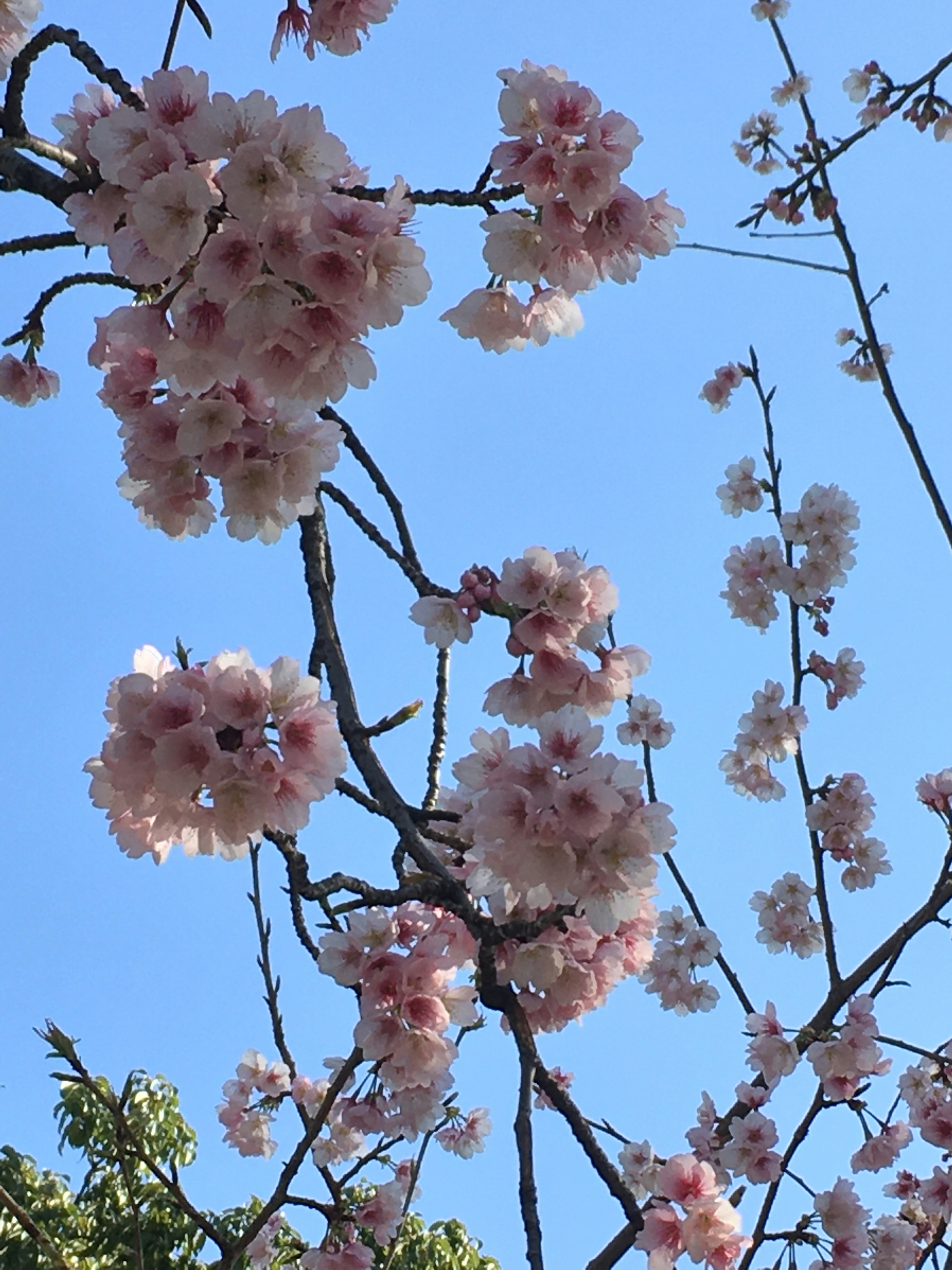 Kirschblüten blühen vor einem klaren blauen Himmel