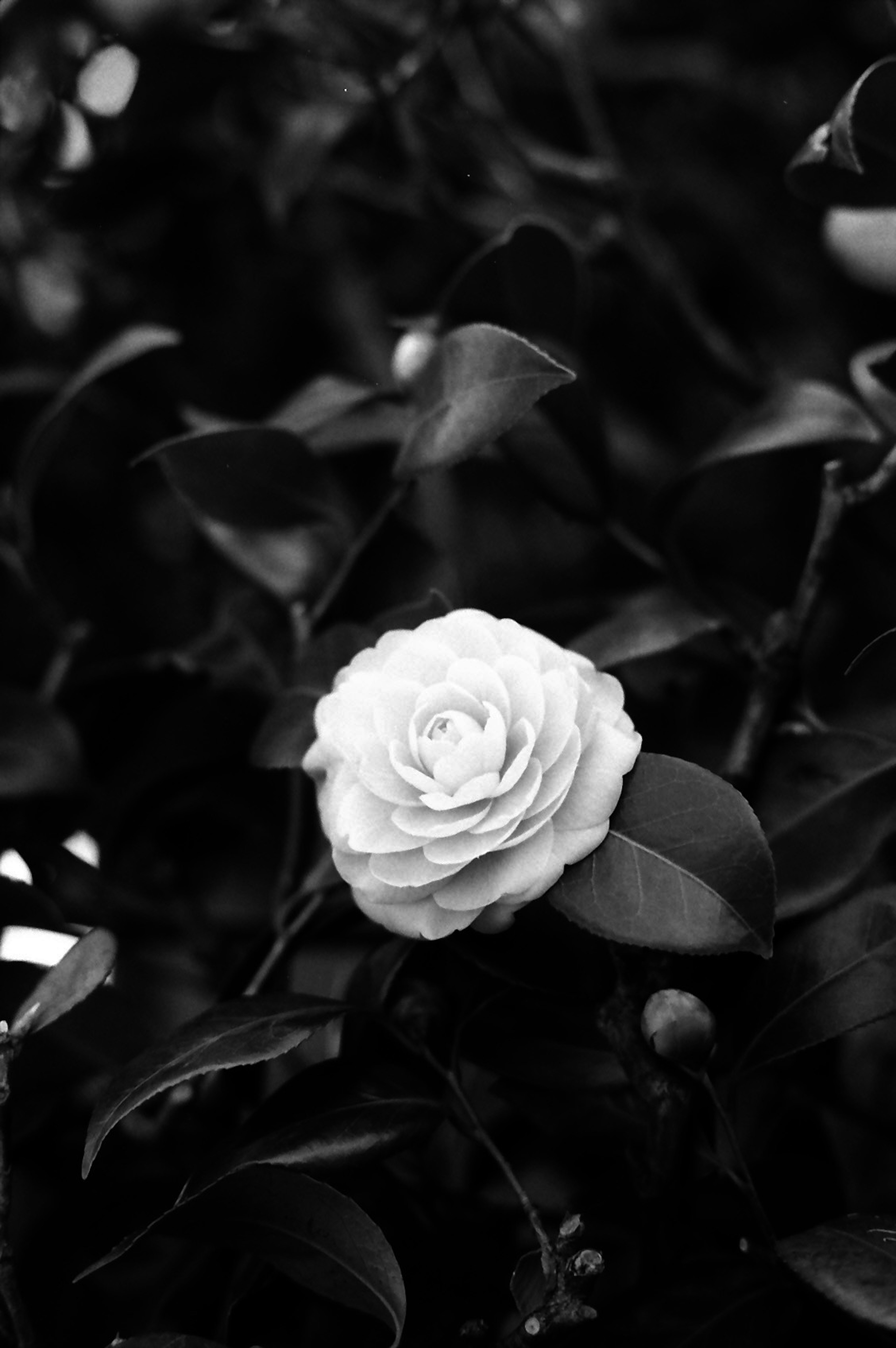 Black and white image of a white camellia flower with green leaves